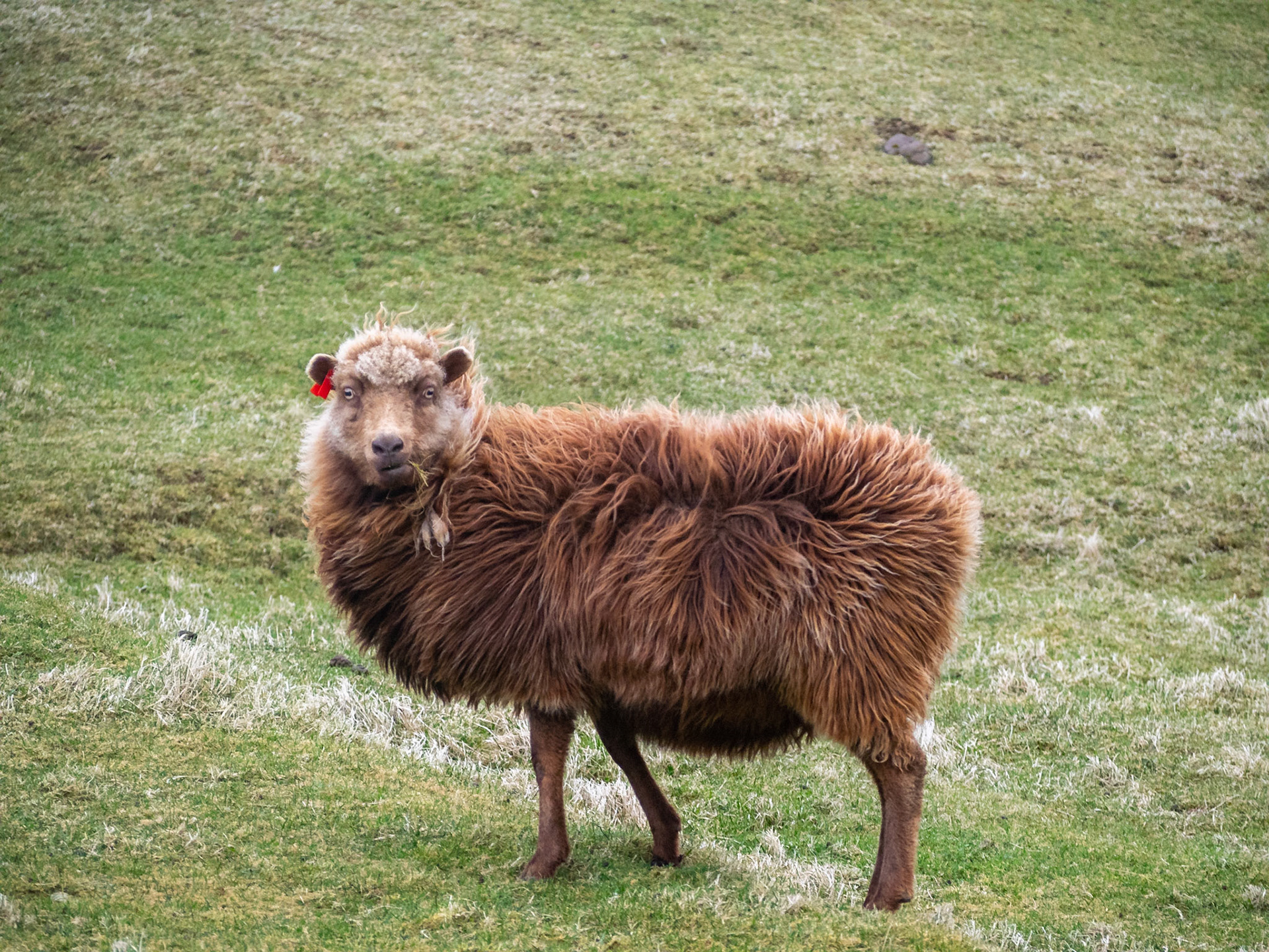 Brown sheep standing looking at camera