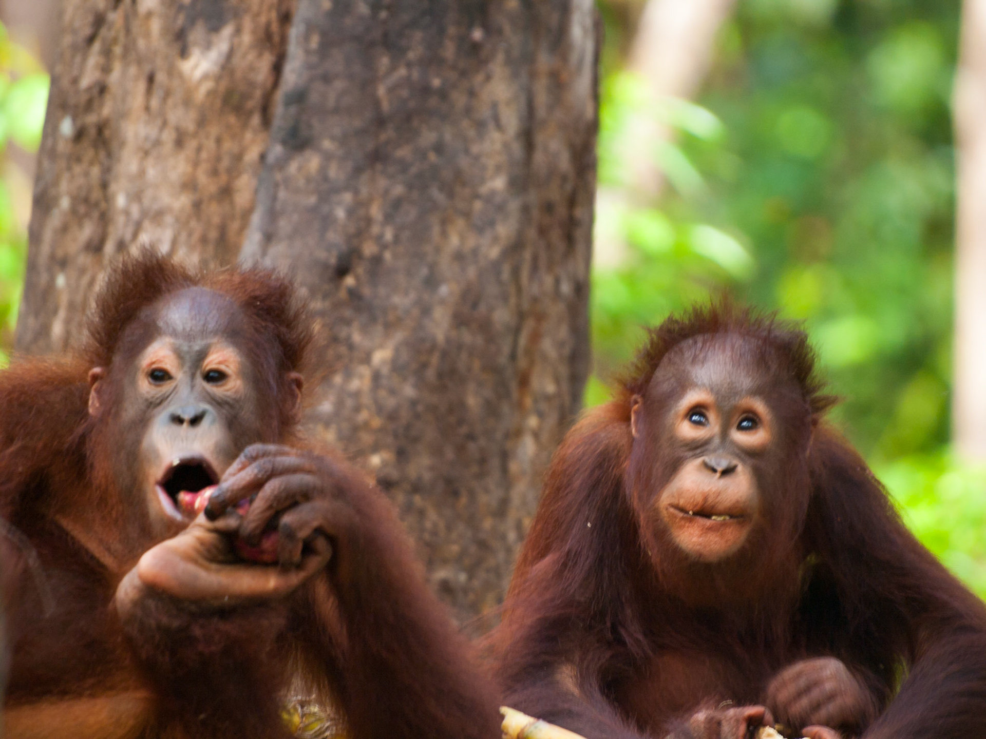 Two orangutan cubs