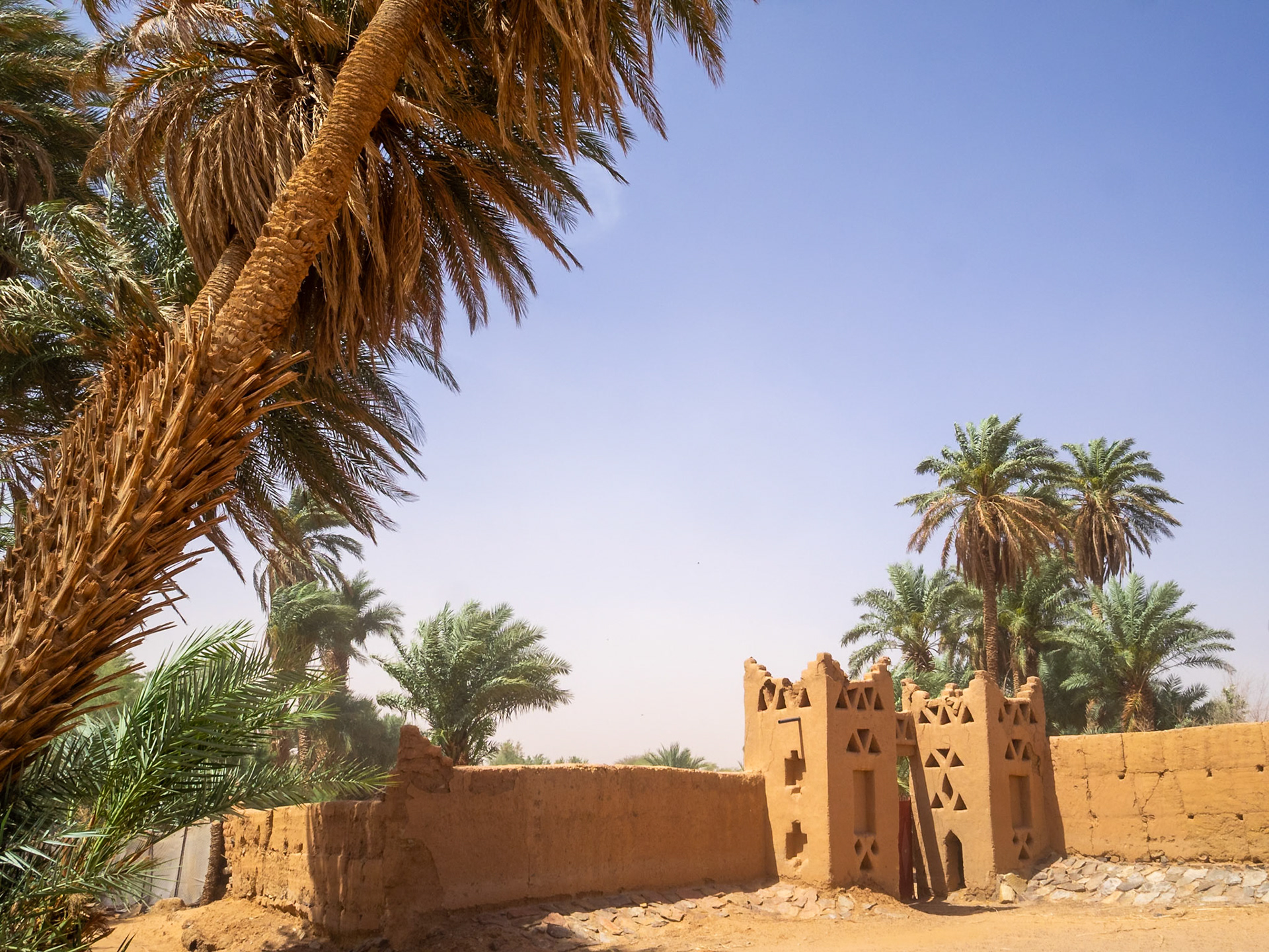 Date palm trees in an oasis in Erg Chegaga,Morocco