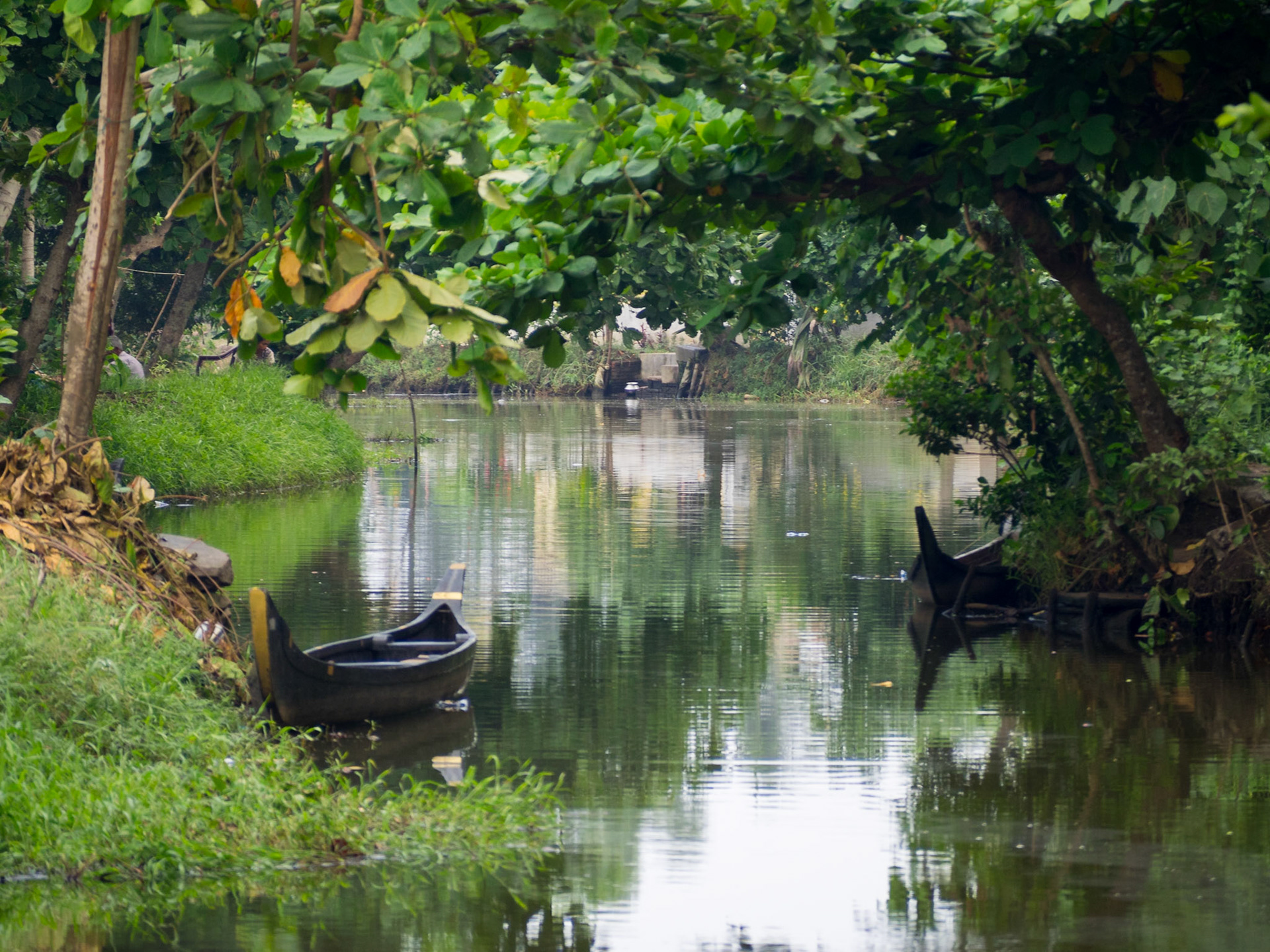 Green reflections on a Kerala backwaters canal