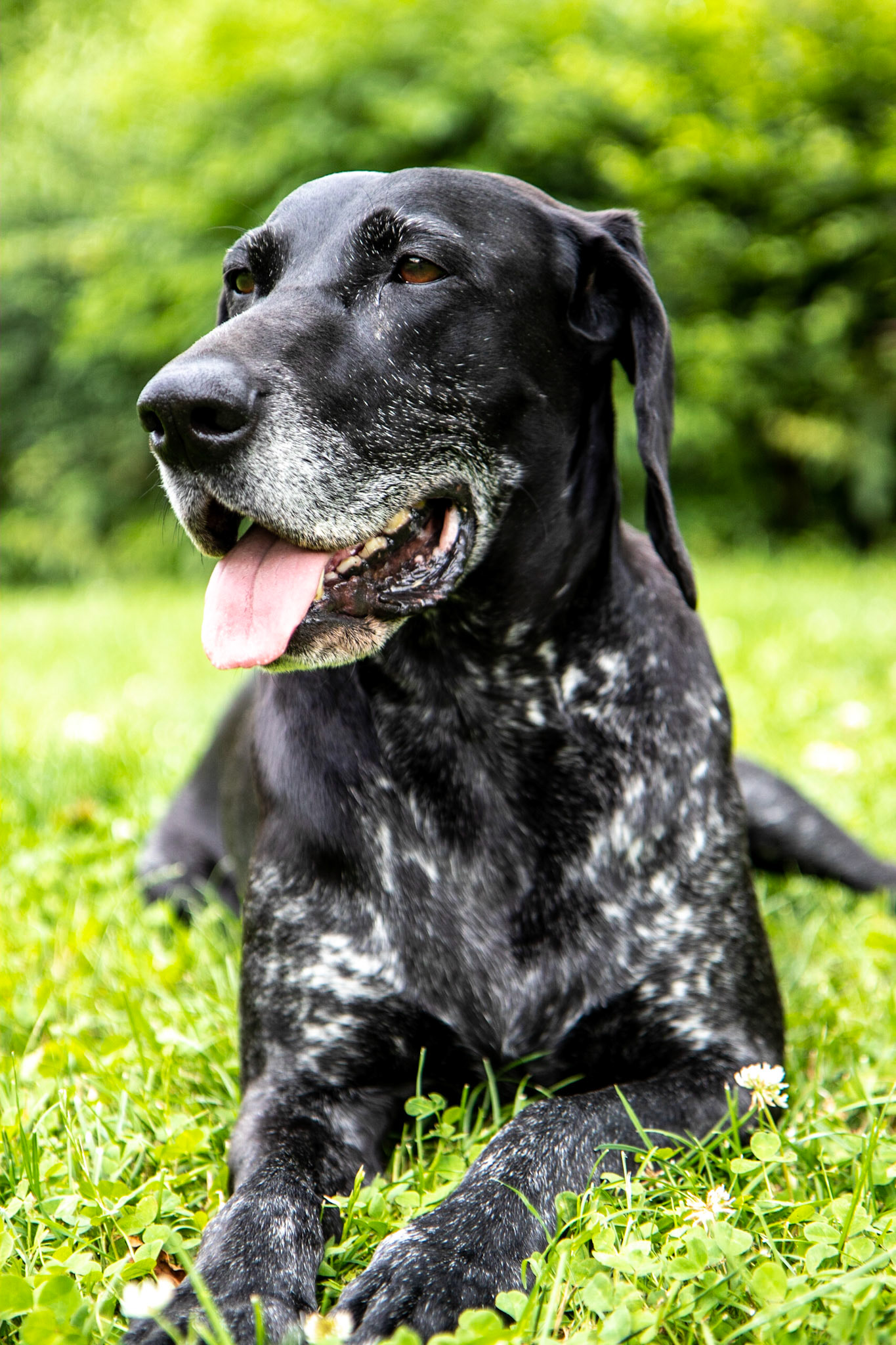 Symba, compagnon de quelques jours au camping