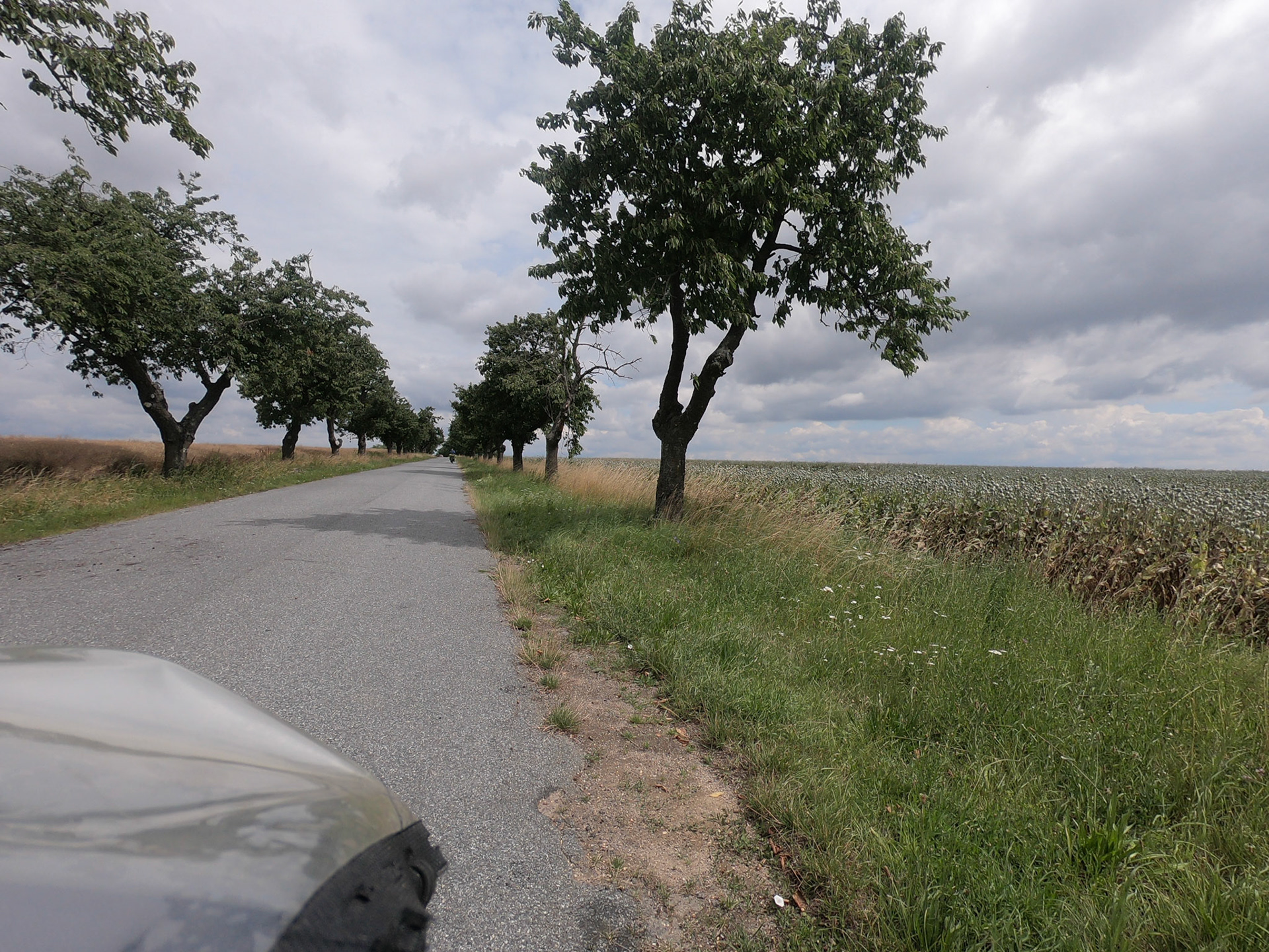 Le doux ombrages des arbres fruitiers