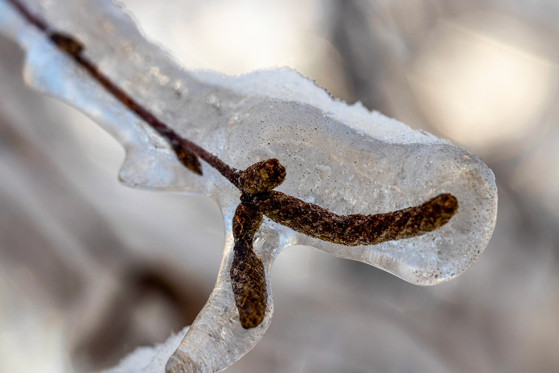 Saisie par la glace