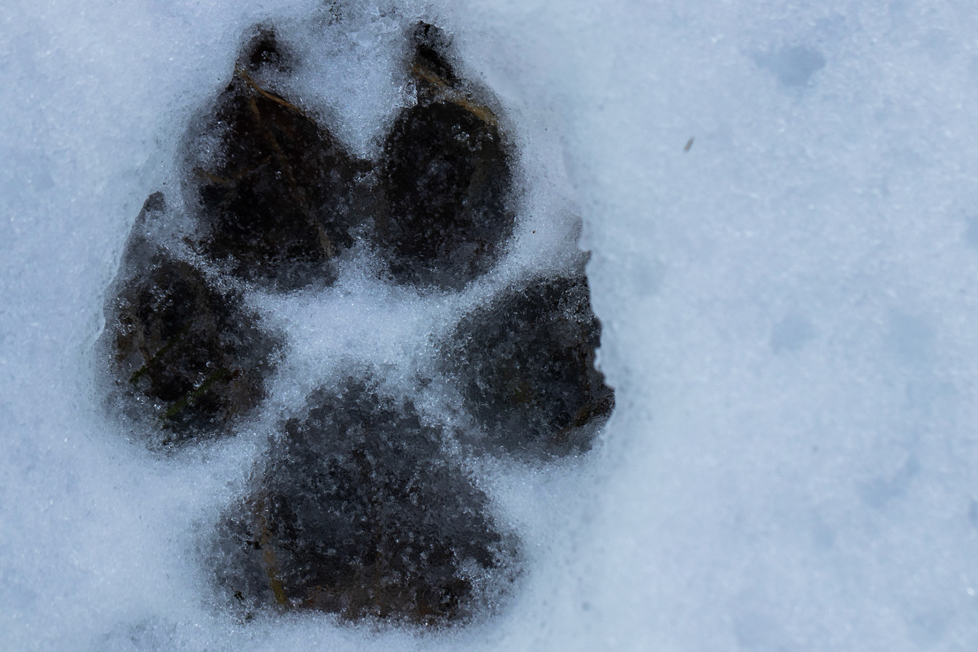 Empreinte de loup ?