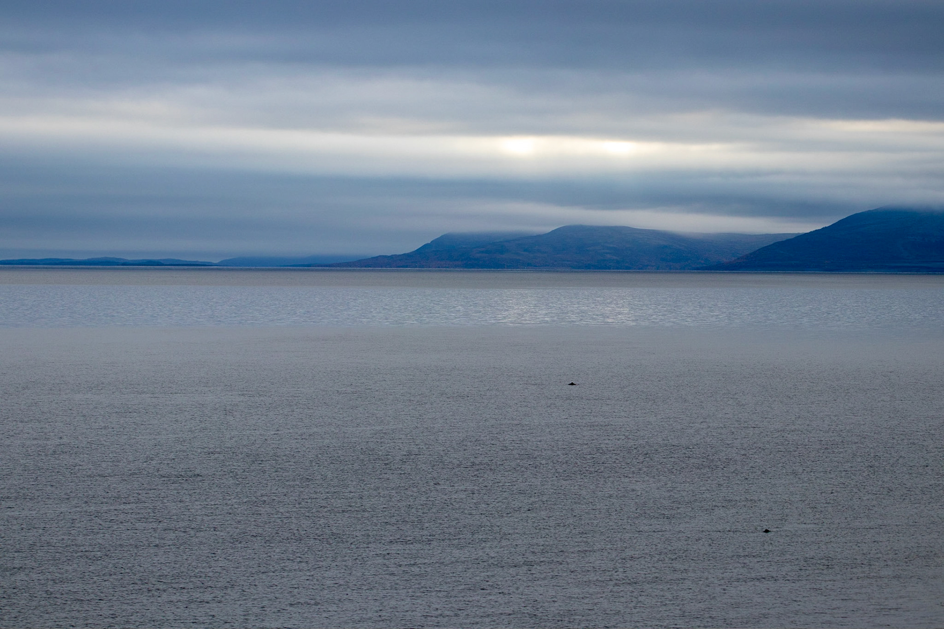Deux dauphins se cachent sur cette image
