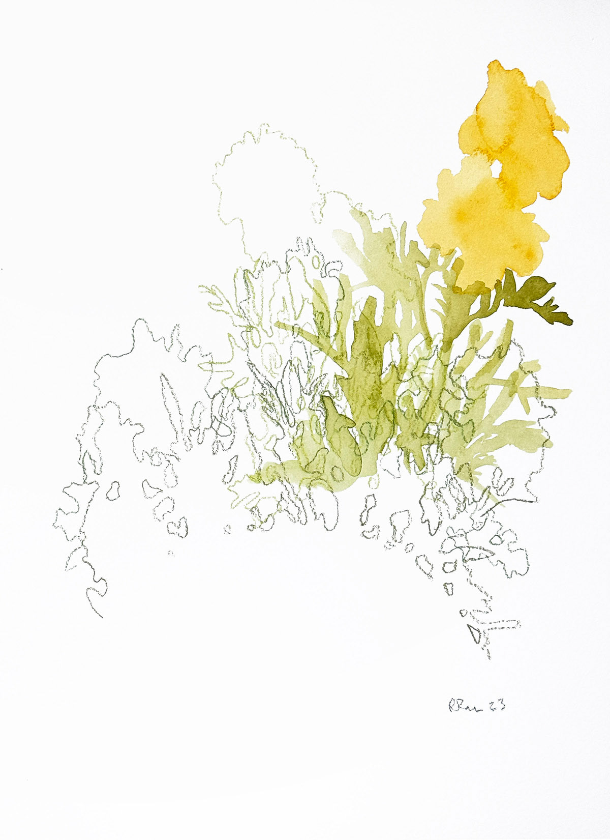 Marigolds 2 | 2023 | Watercolor and watercolor pencil | 9 x 12"