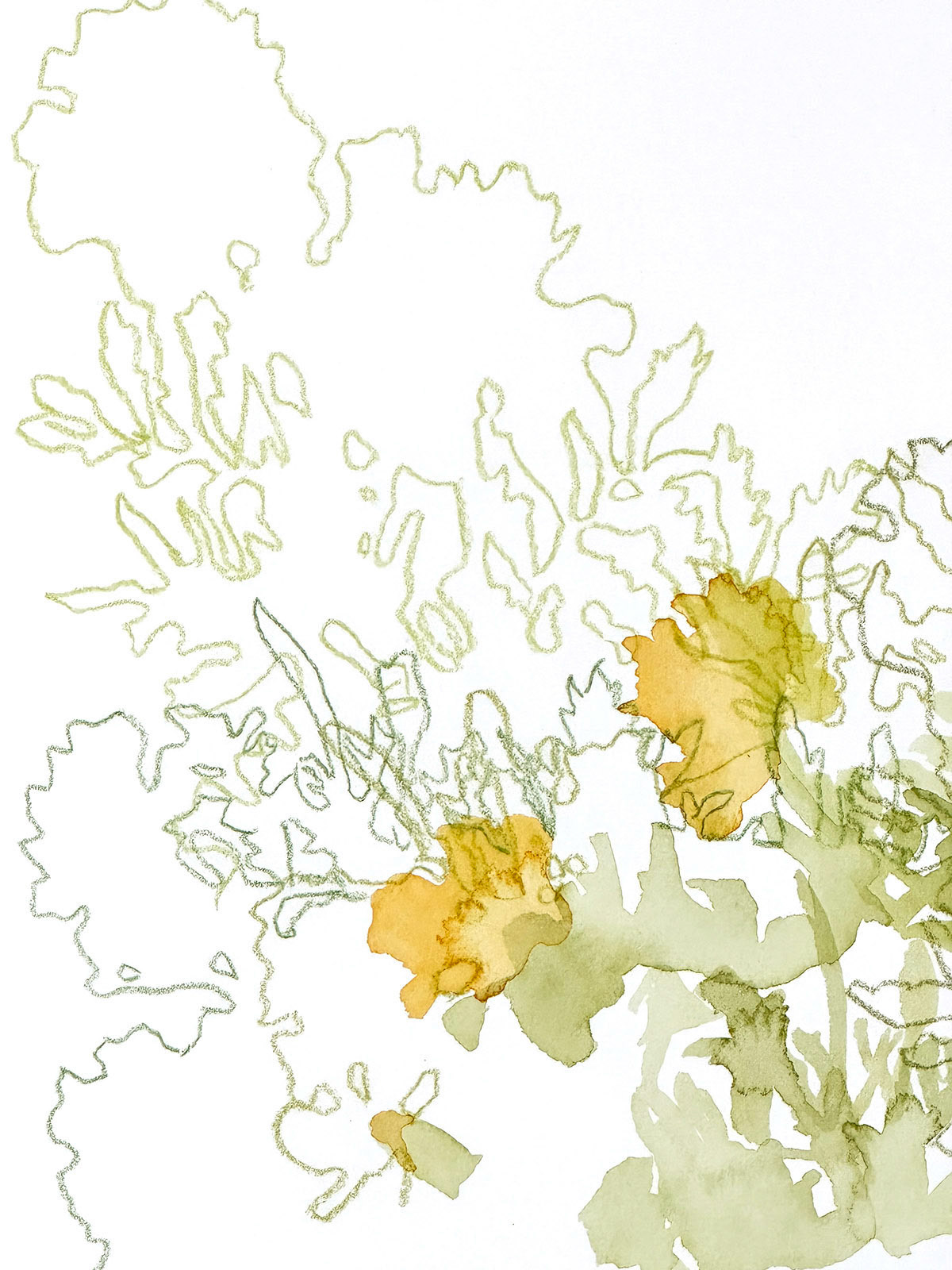 Marigolds 3 (detail) | 2023 | Watercolor and watercolor pencil | 9 x 12"