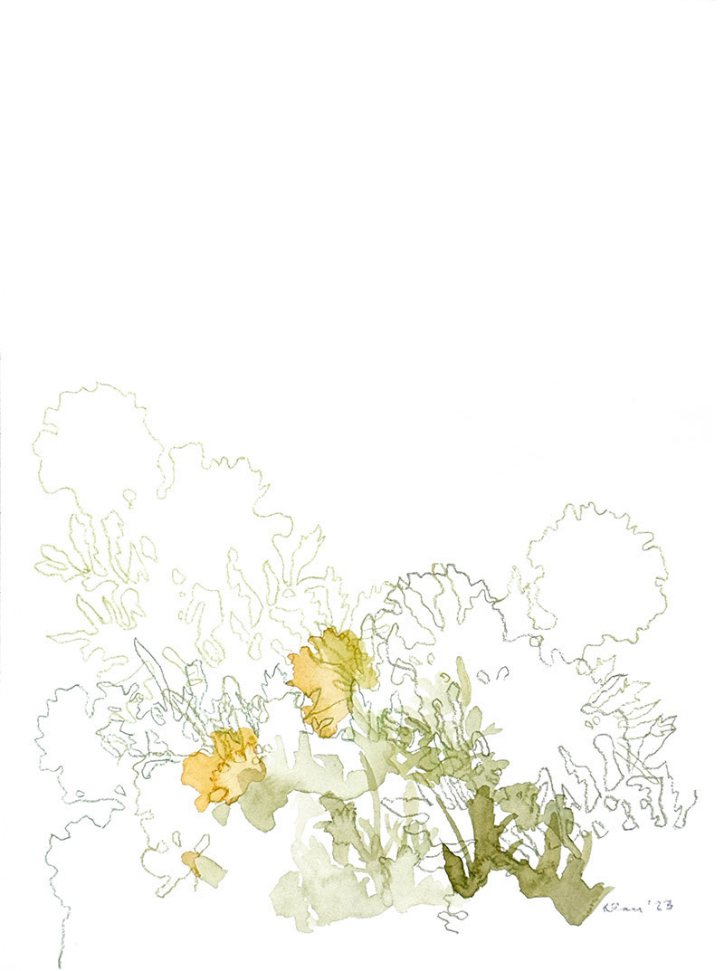 Marigolds 3 | 2023 | Watercolor and watercolor pencil | 9 x 12"