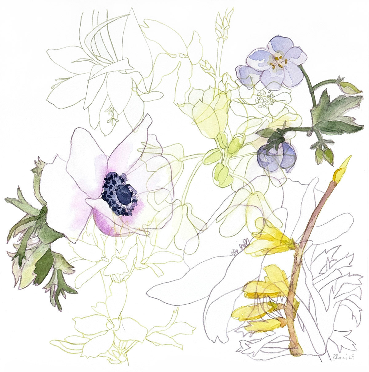 Untitled | 2025 | Watercolor and watercolor pencil | 12 x 12"