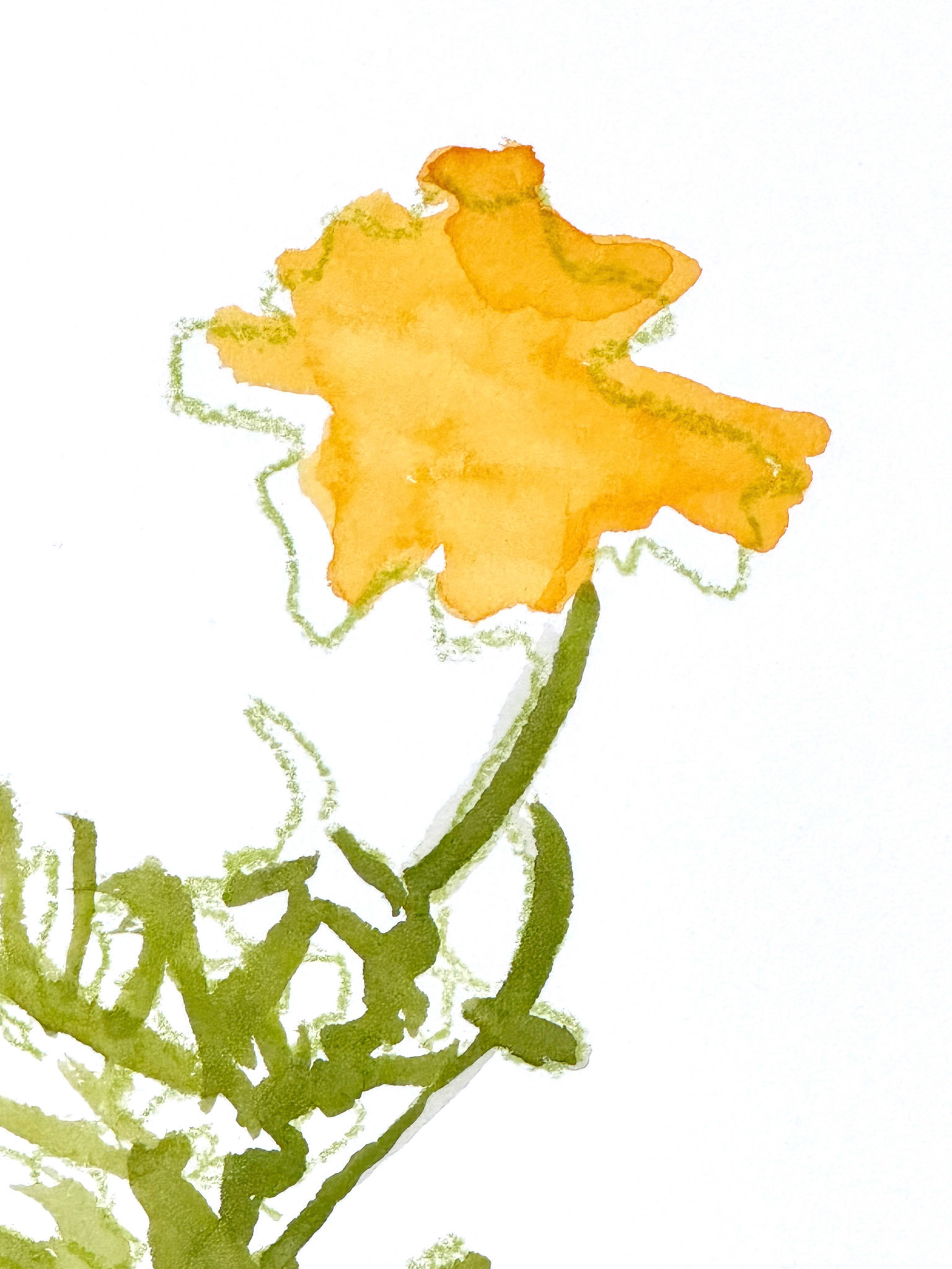 Marigolds 1 | 2023 | Watercolor and watercolor pencil | 12 x 9"