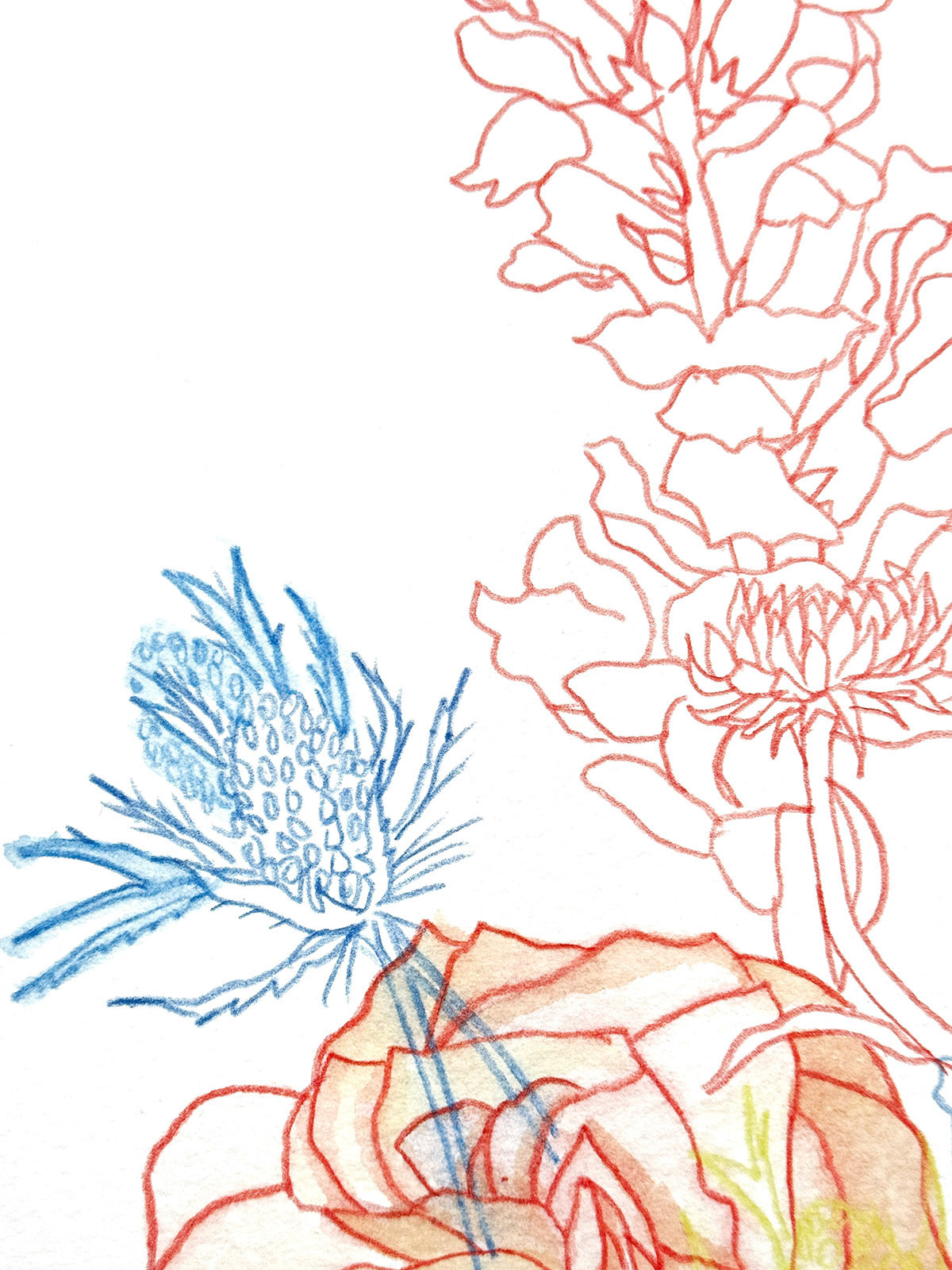 Arrangement 2 - detail | 2023 | Watercolor and watercolor pencil | 14.75 x 14.75"