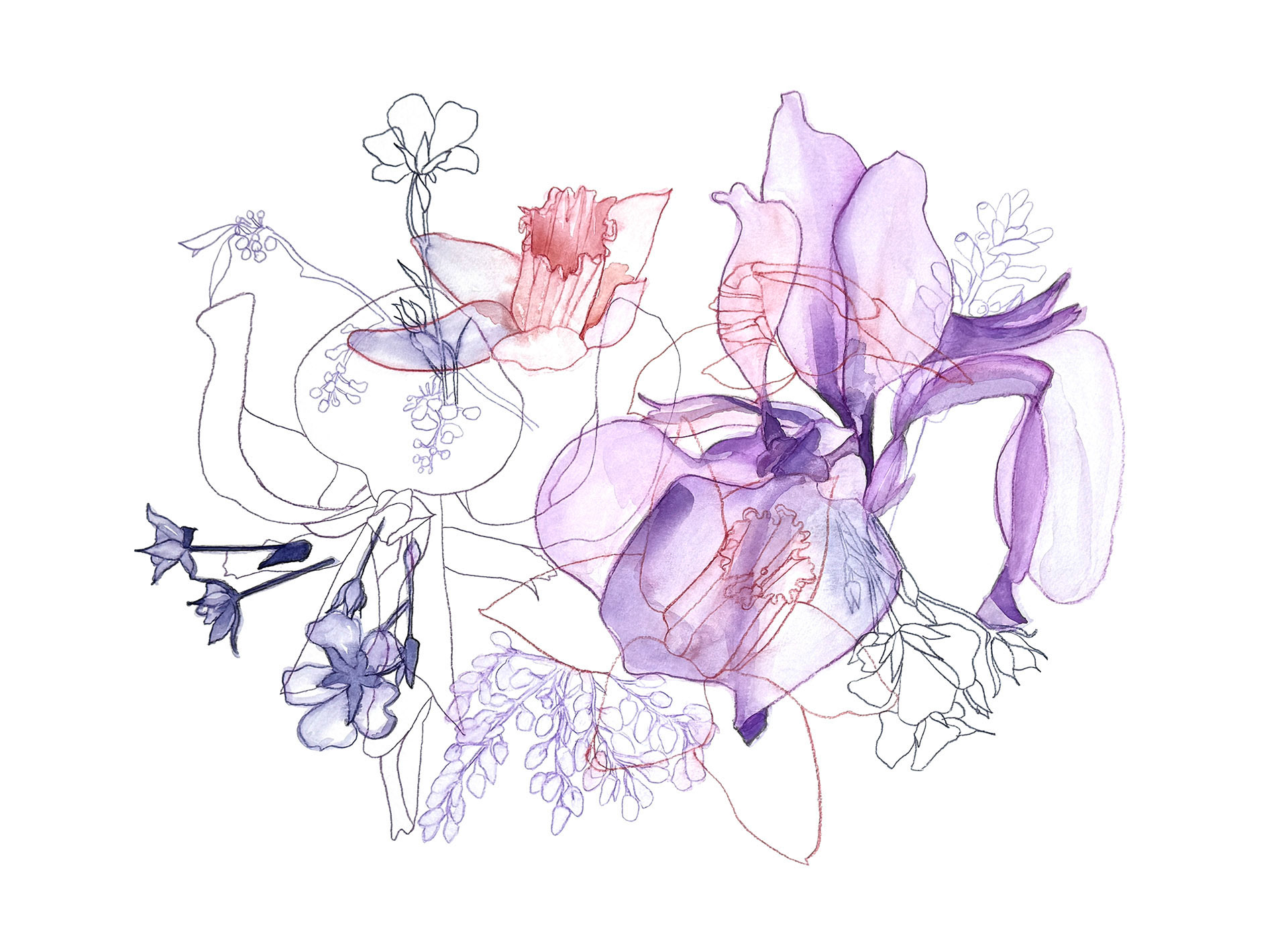 Entangled Iris No. 1 | 2025 | Watercolor and watercolor pencil |  19 x 14