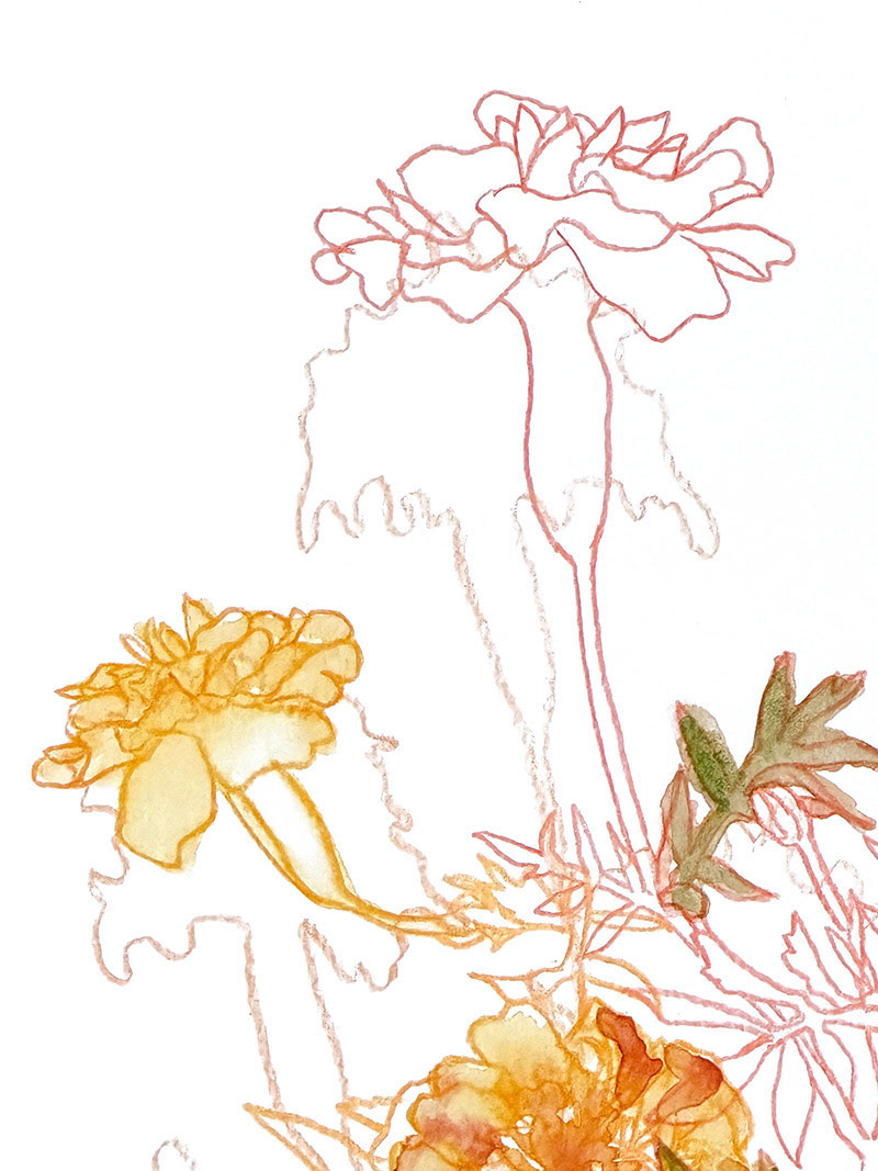 Marigolds 4 (detail) | 2023 | Watercolor and watercolor pencil | 7 x 9.5"