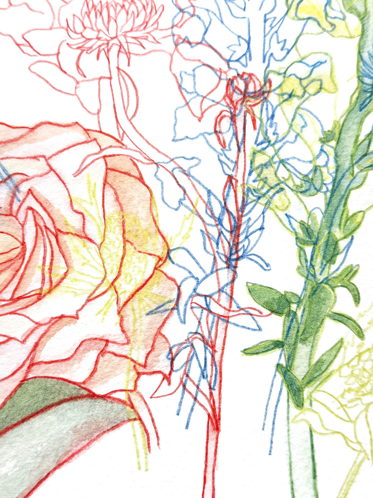 Arrangement 2 - detail | 2023 | Watercolor and watercolor pencil | 14.75 x 14.75"