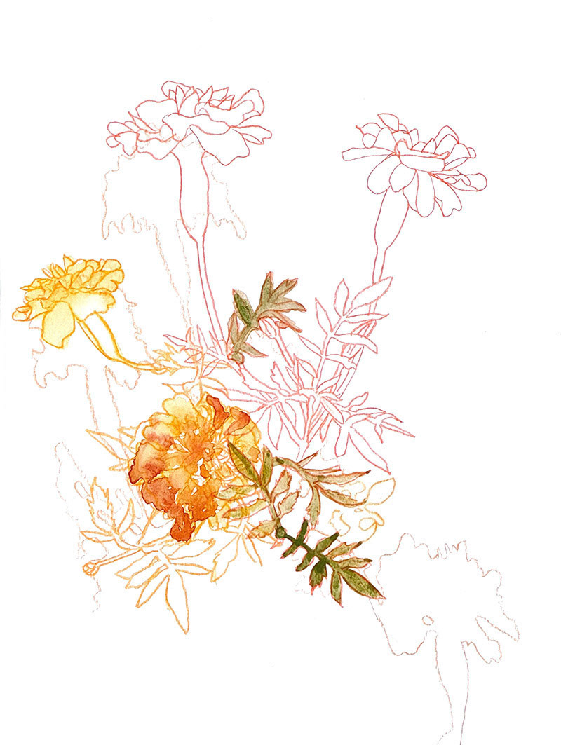 Marigolds 4 | 2023 | Watercolor and watercolor pencil | 7 x 9.5"