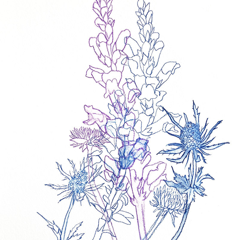 Arrangement 3 (detail) | 2023 | Watercolor and watercolor pencil | 9 x 12"