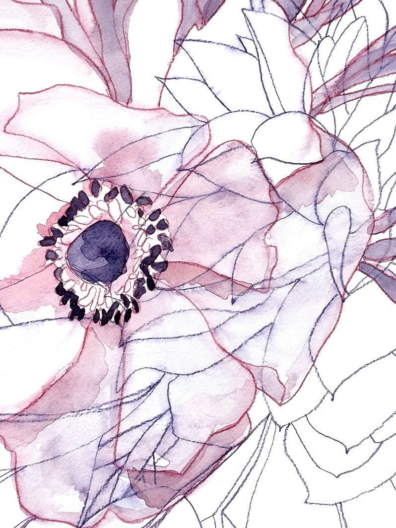 Entangled Anemone No. 1 (detail) | 2025 | Watercolor and watercolor pencil | 15 x 15"
