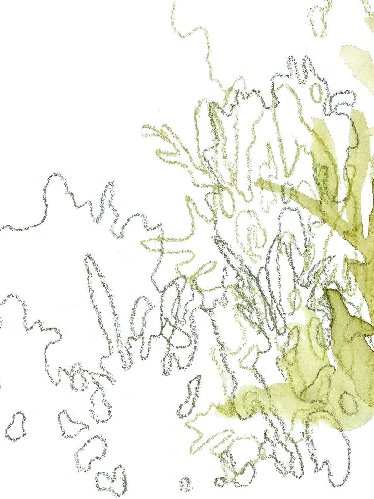 Marigolds 2 (detail) | 2023 | Watercolor and watercolor pencil | 9 x 12"