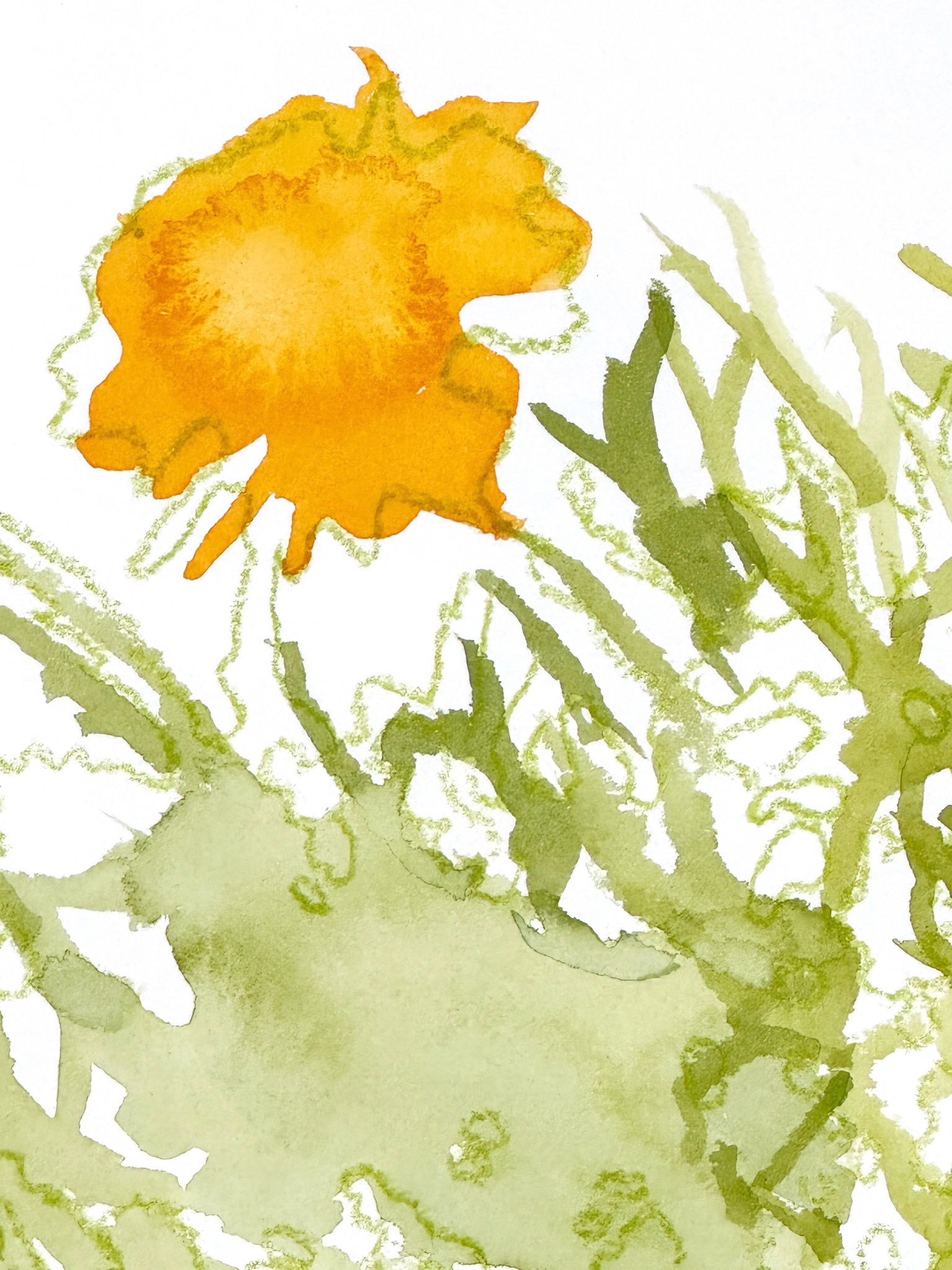 Marigolds 1 | 2023 | Watercolor and watercolor pencil | 12 x 9"