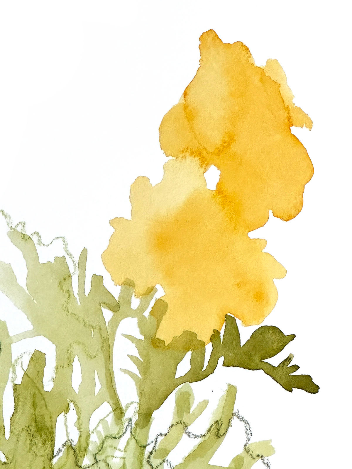 Marigolds 2 (detail) | 2023 | Watercolor and watercolor pencil | 9 x 12"