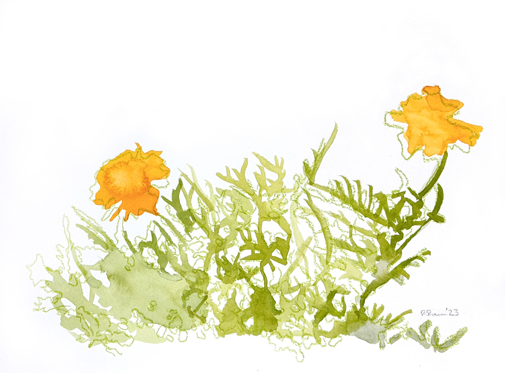Marigolds 1 | 2023 | Watercolor and watercolor pencil | 12 x 9"