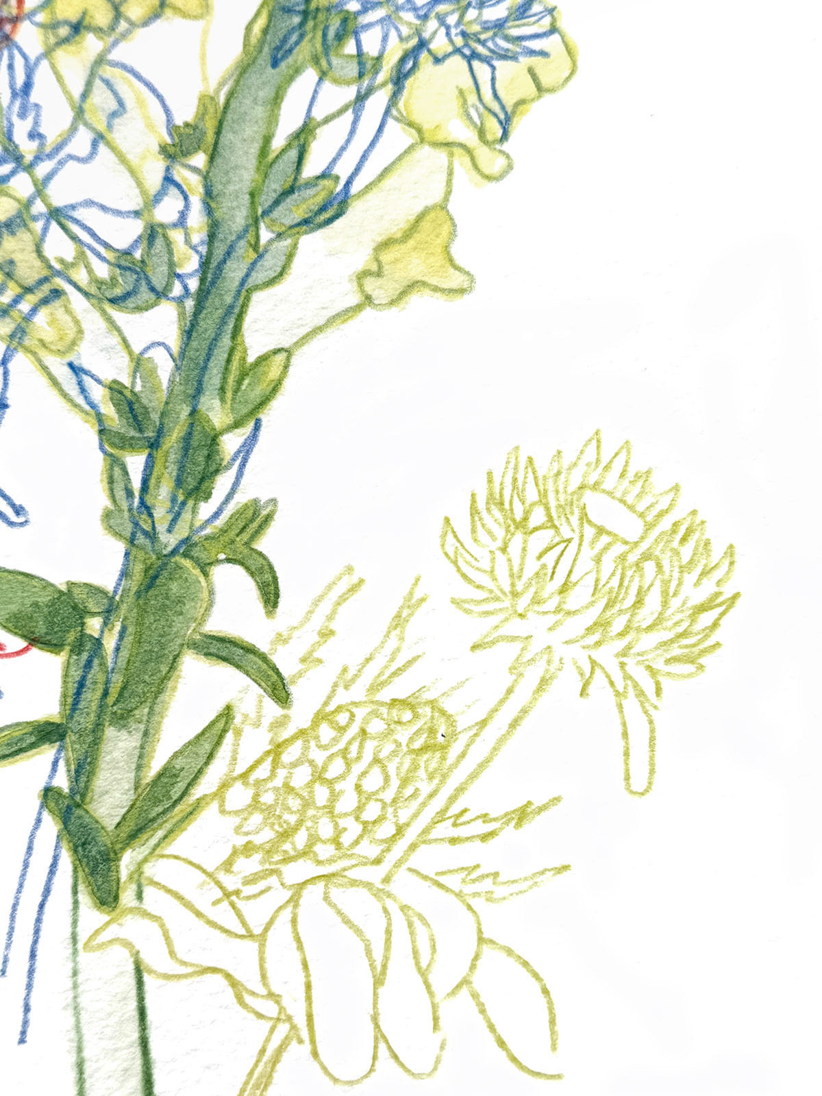 Arrangement 2 - detail | 2023 | Watercolor and watercolor pencil | 14.75 x 14.75"