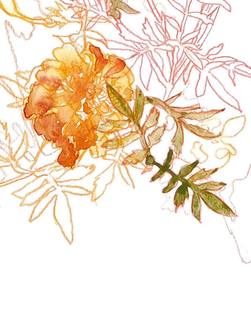 Marigolds 4 (detail)  | 2023 | Watercolor and watercolor pencil | 7 x 9.5"