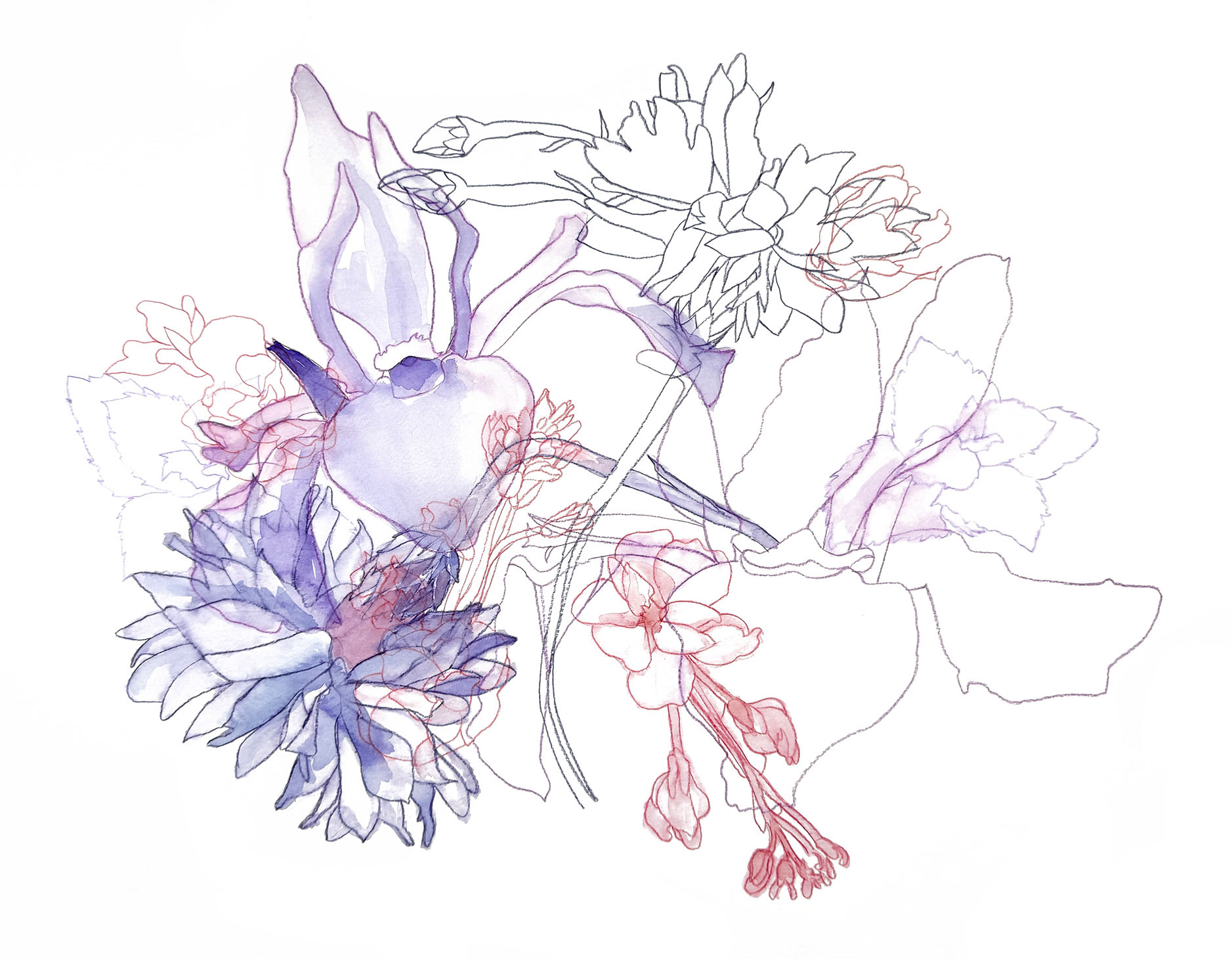 Entangled Iris No. 2 | 2025 | Watercolor and watercolor pencil | 18 x 14"