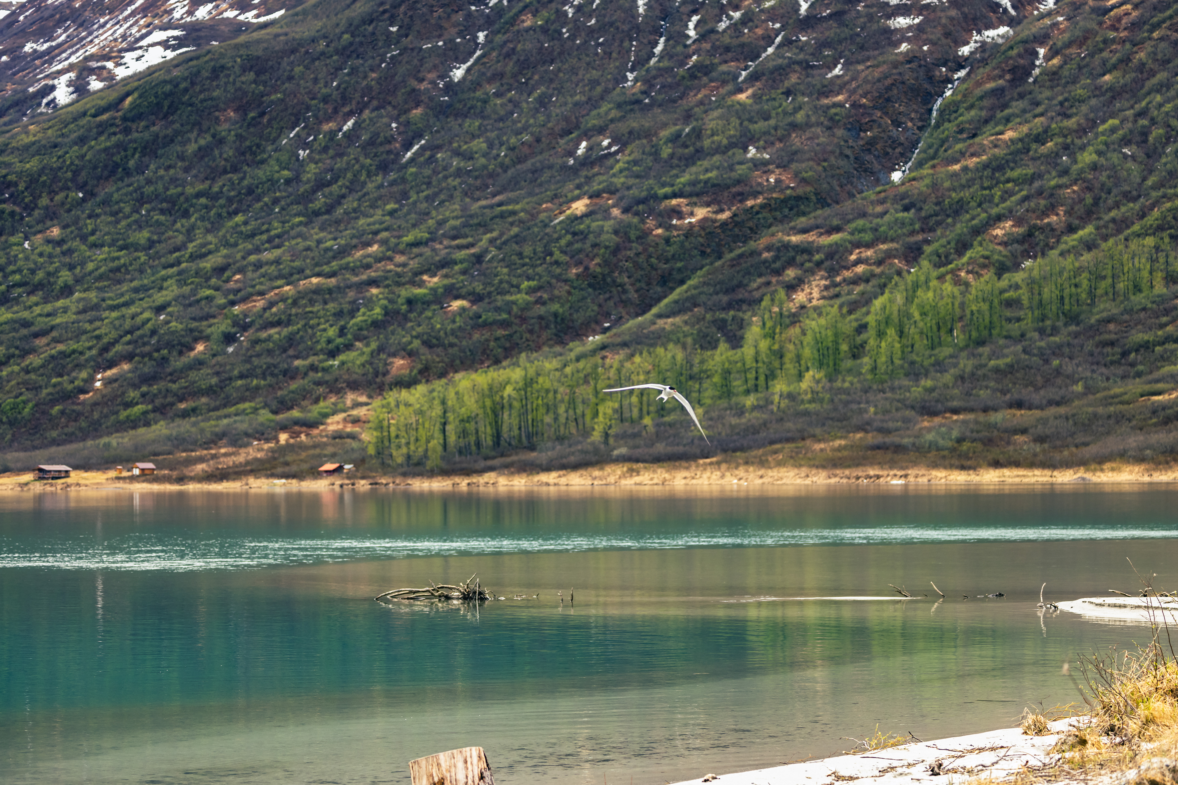 Two Artic Terns came to welcome us!