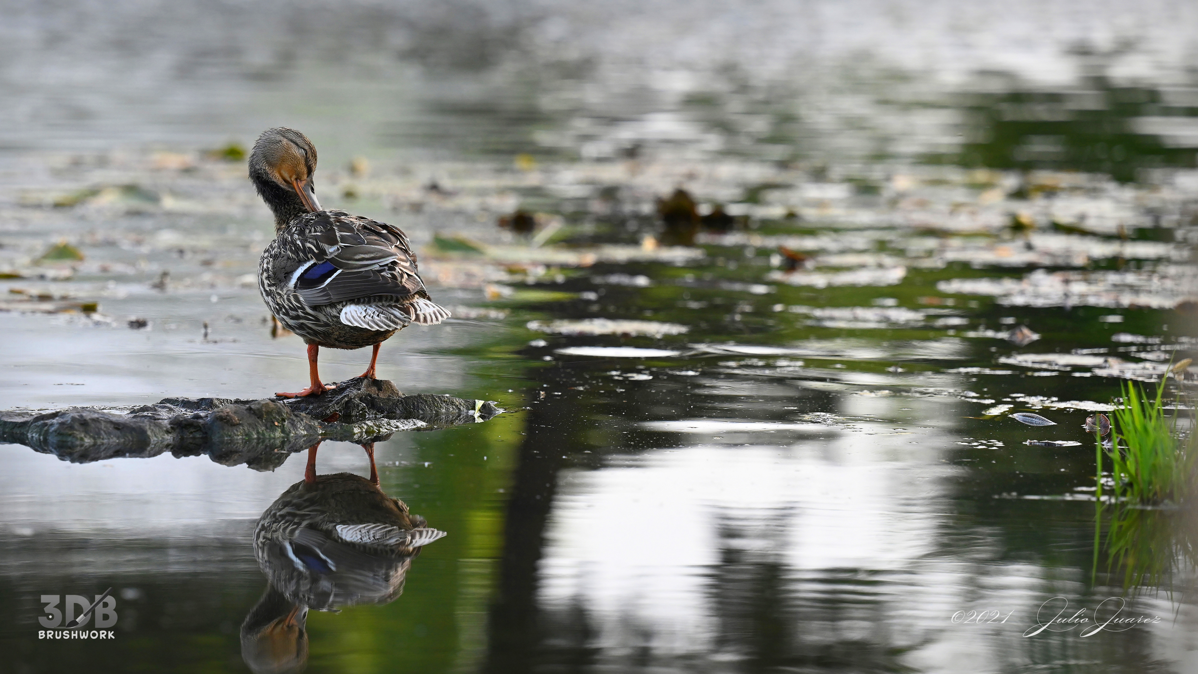 Duck in the Mirror
