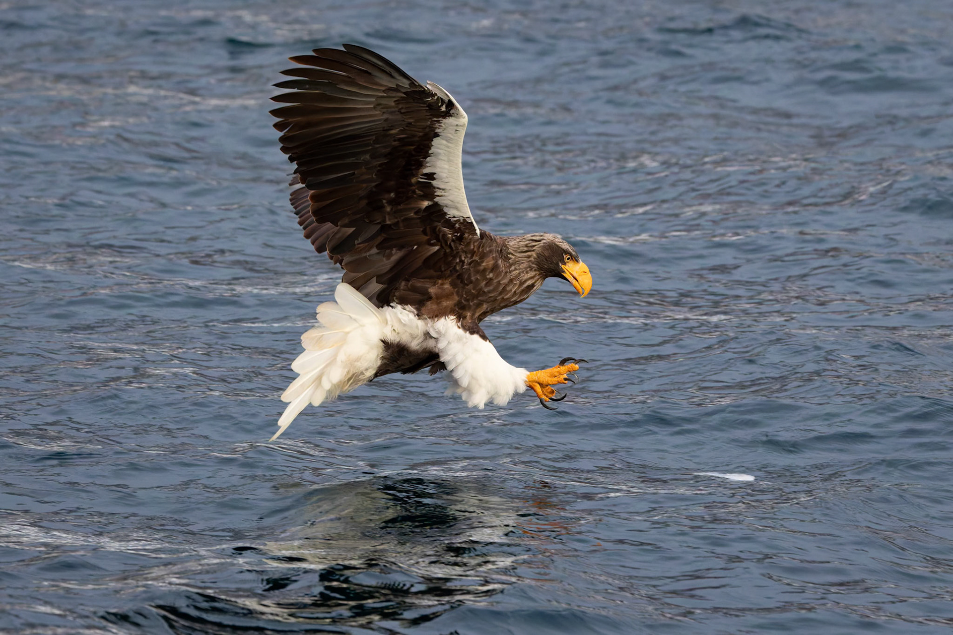 Stella Eagle hunting for breakfast at Rausu Fishing Port on the Island of Hokkaido, Japan
