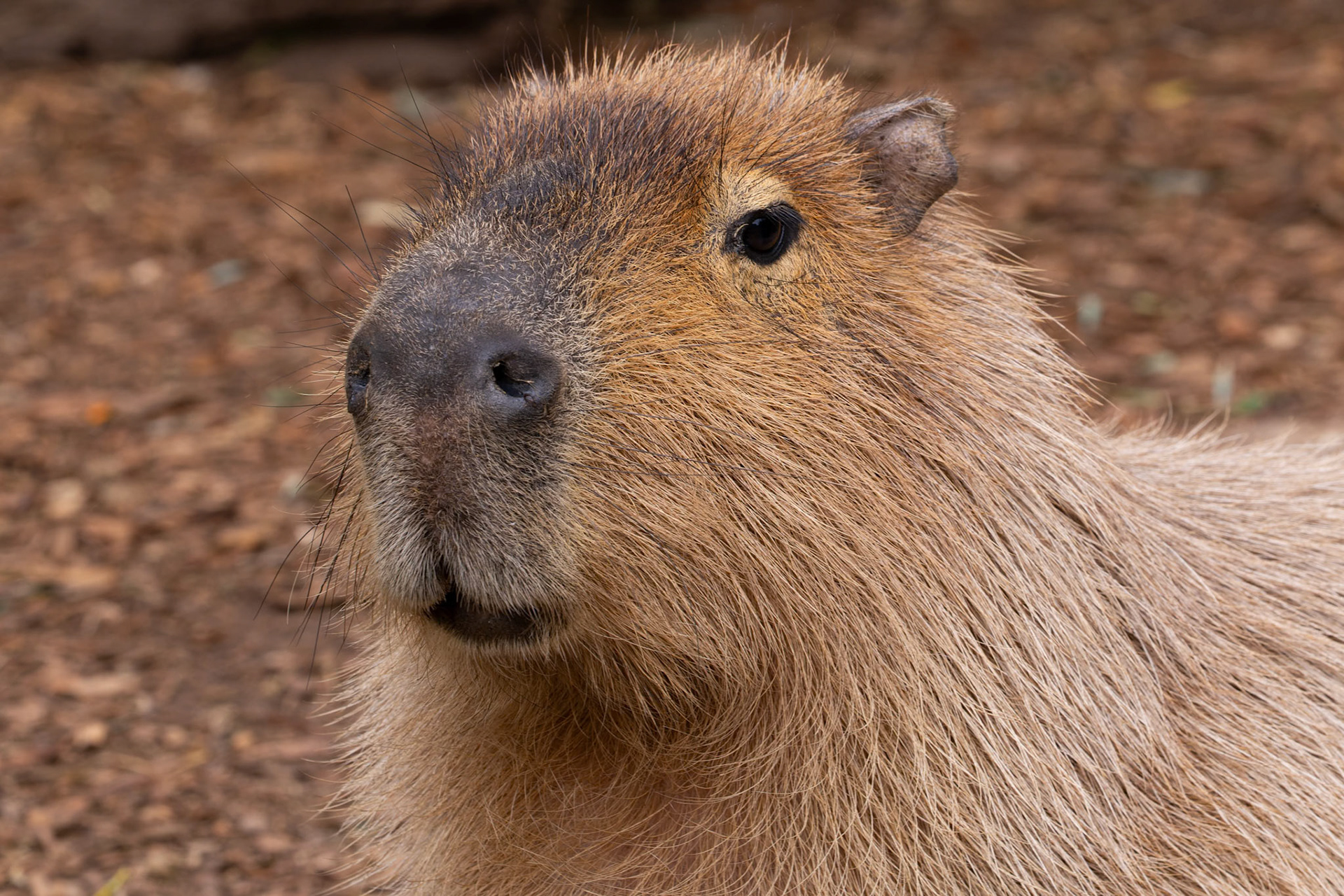 Capybara at the Adelaide Zoo, South Australia, Australia