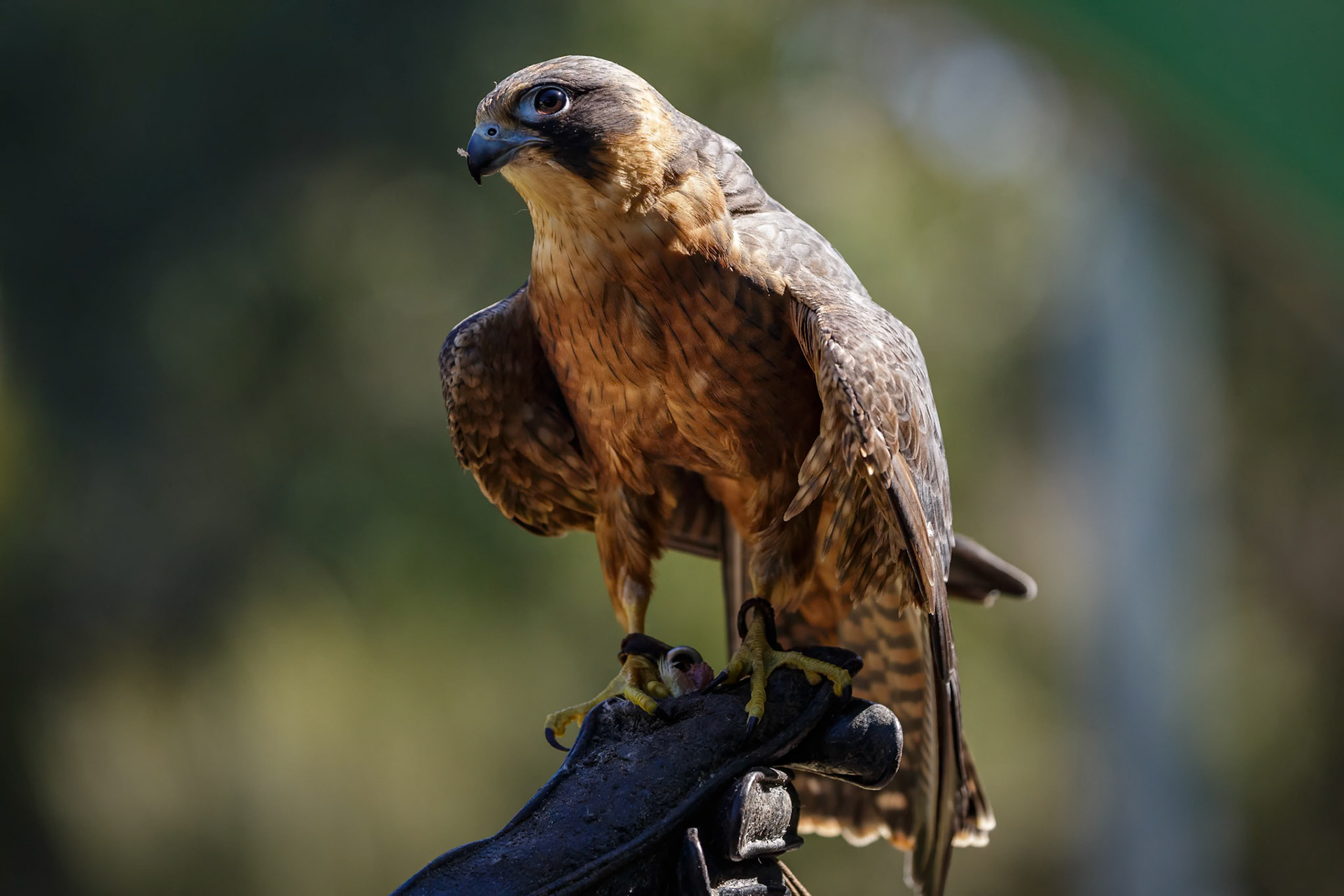 Australian Hobby Falcon at the Raptor Domain on Kangaroo Island, Australia