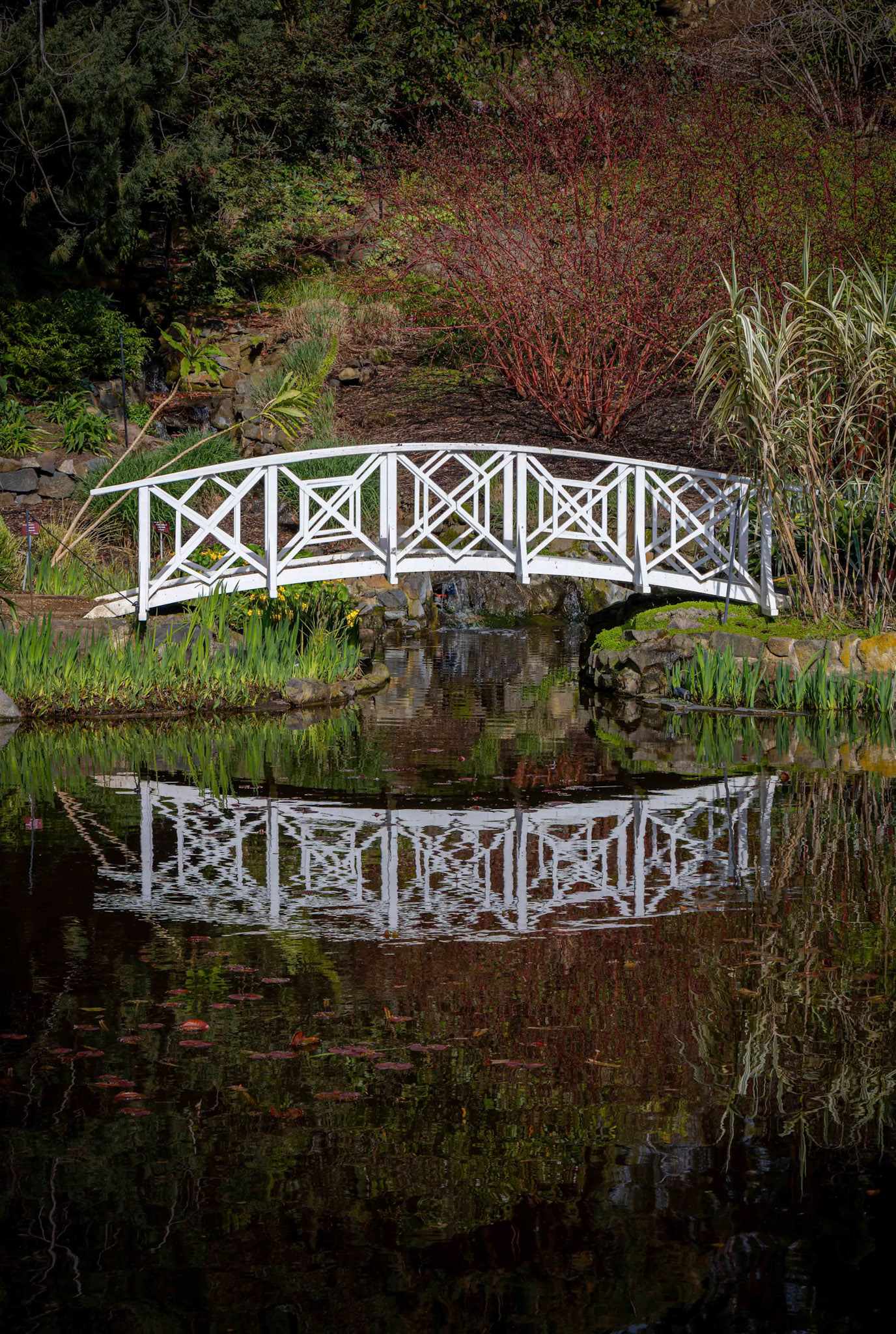 Bridge over the pond in Royal Tasmanian Botanical Gardens in Hobart, Tasmania, Australia