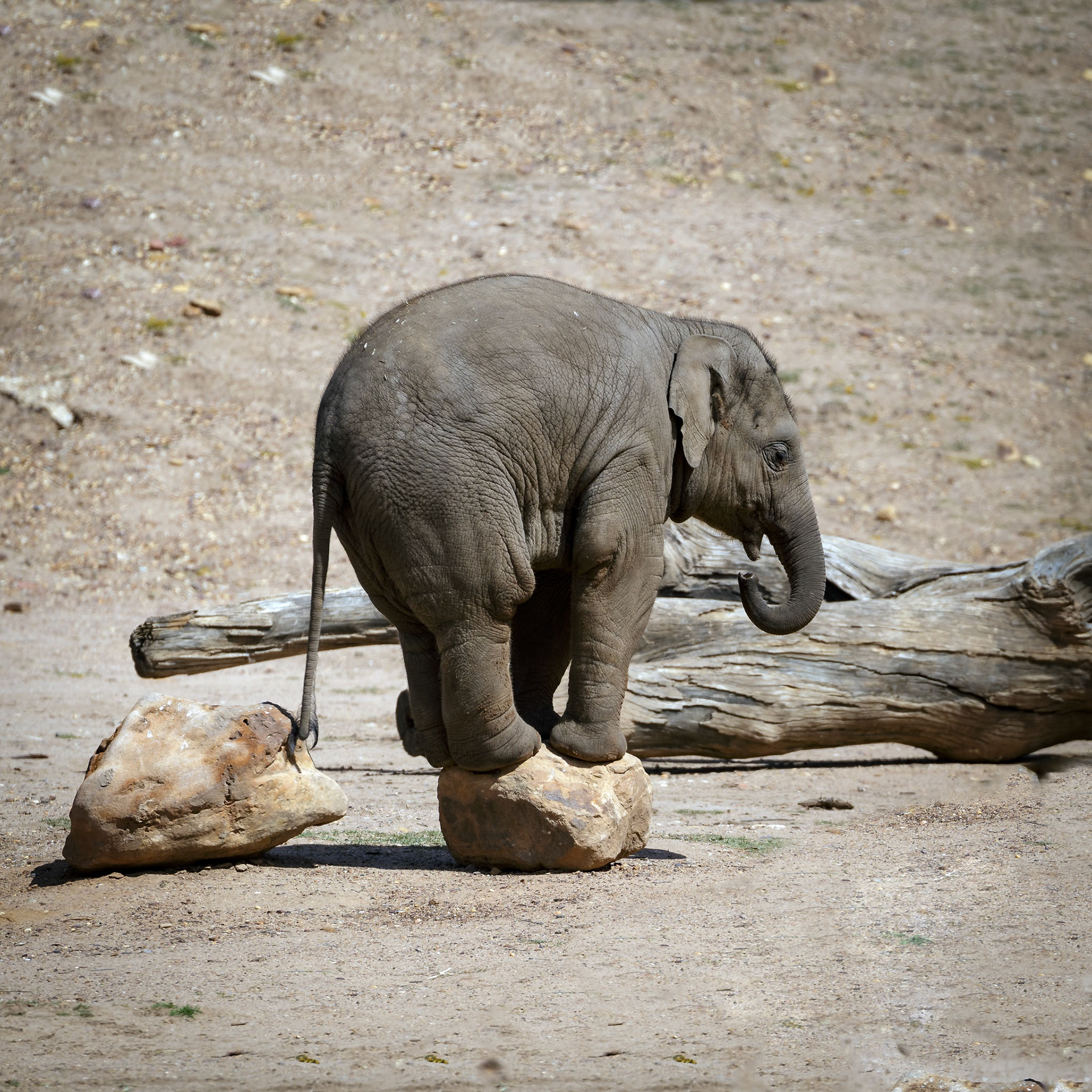 Baby Asian Elephant at Dubbo Zoo in Dubbo, Australia