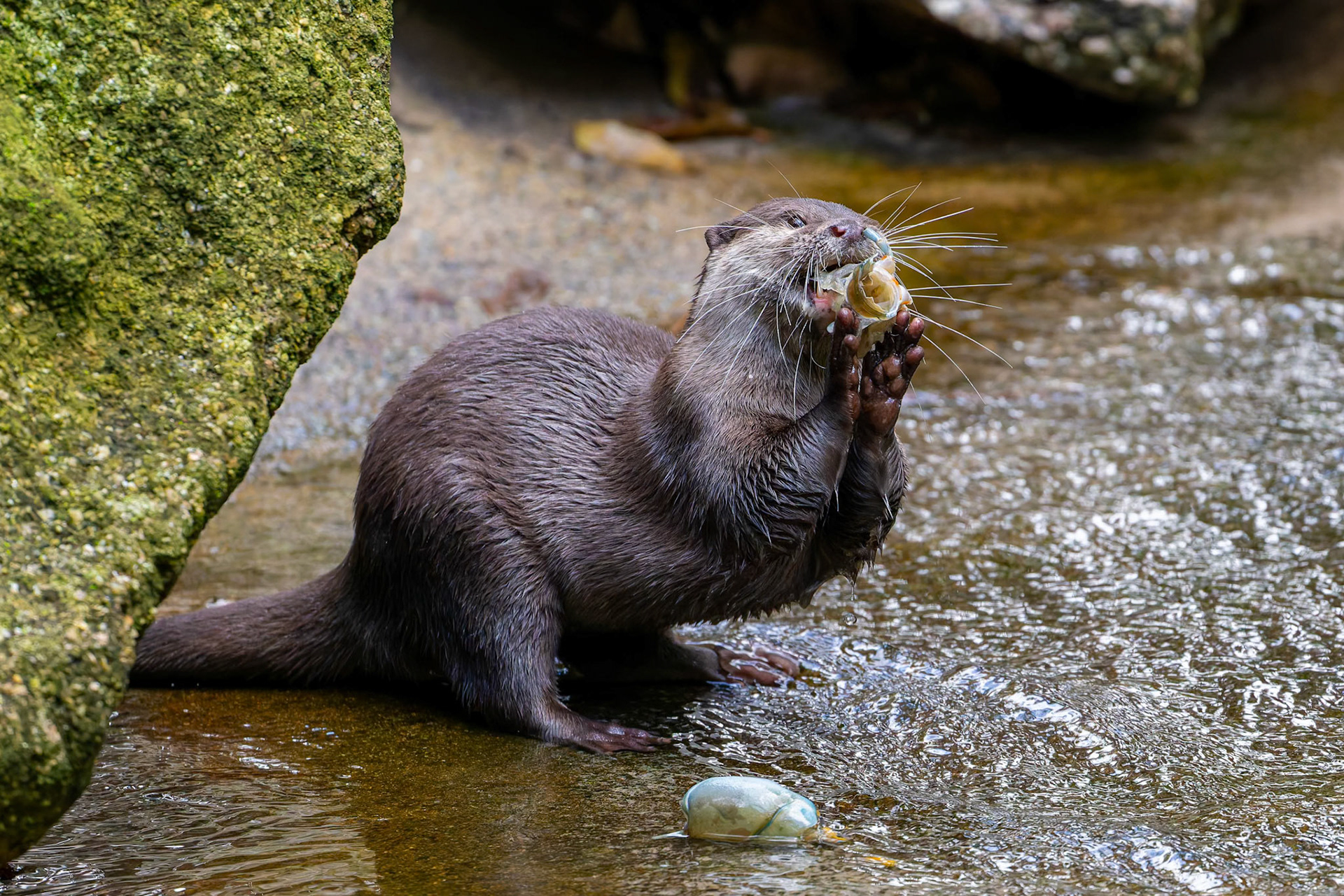 Asian Small-Clawed Otter at the Melbourne Zoo in Melbourne, Australia
