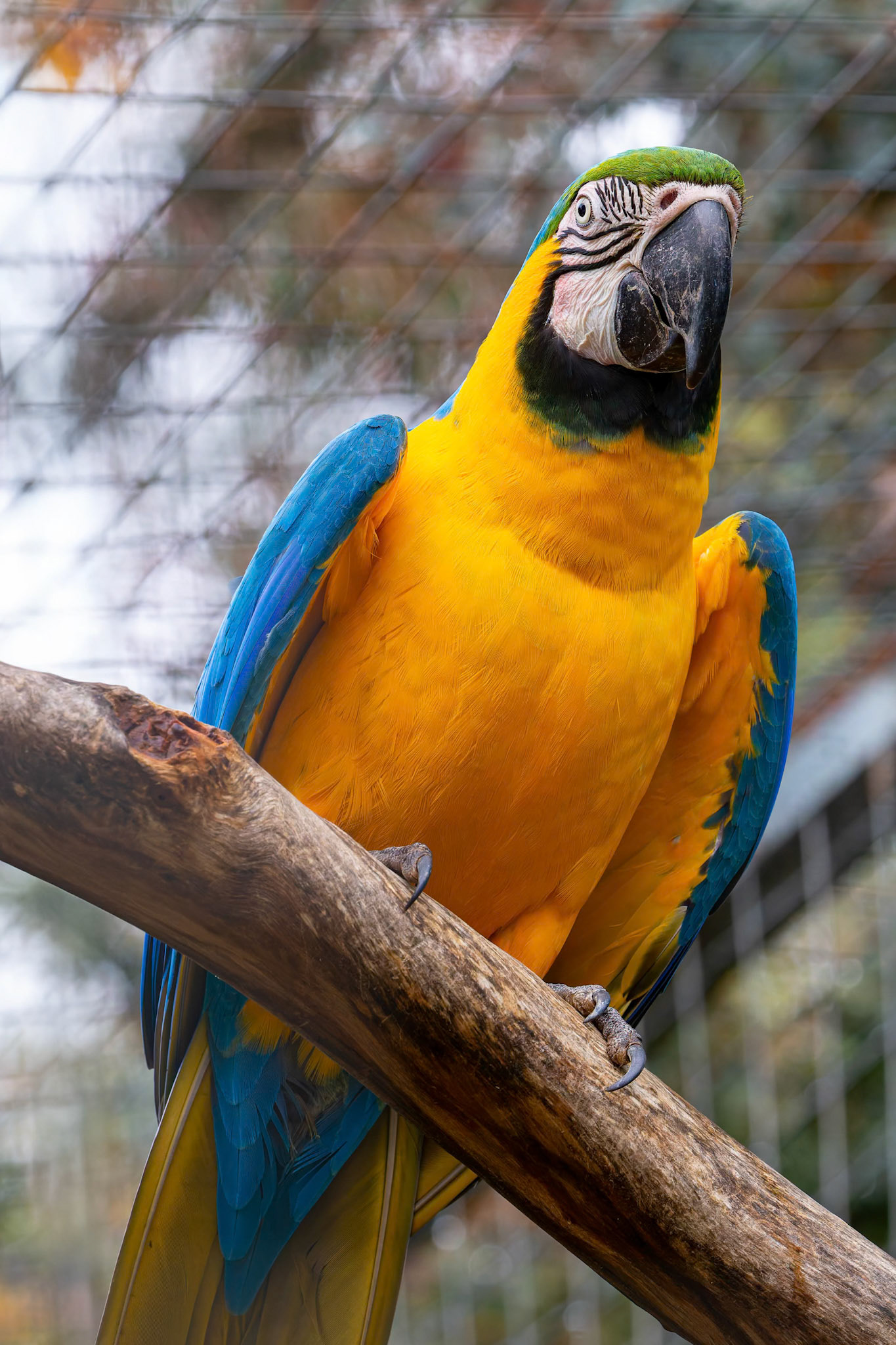 Blue and Yellow Macaw at the Kangaroo Island Wildlife Park on Kangaroo Island, Australia
