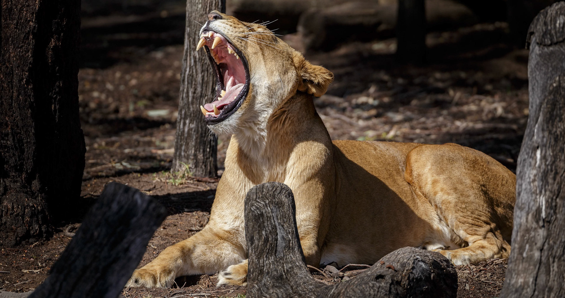 African Lion at Dubbo Zoo in Dubbo, Australia