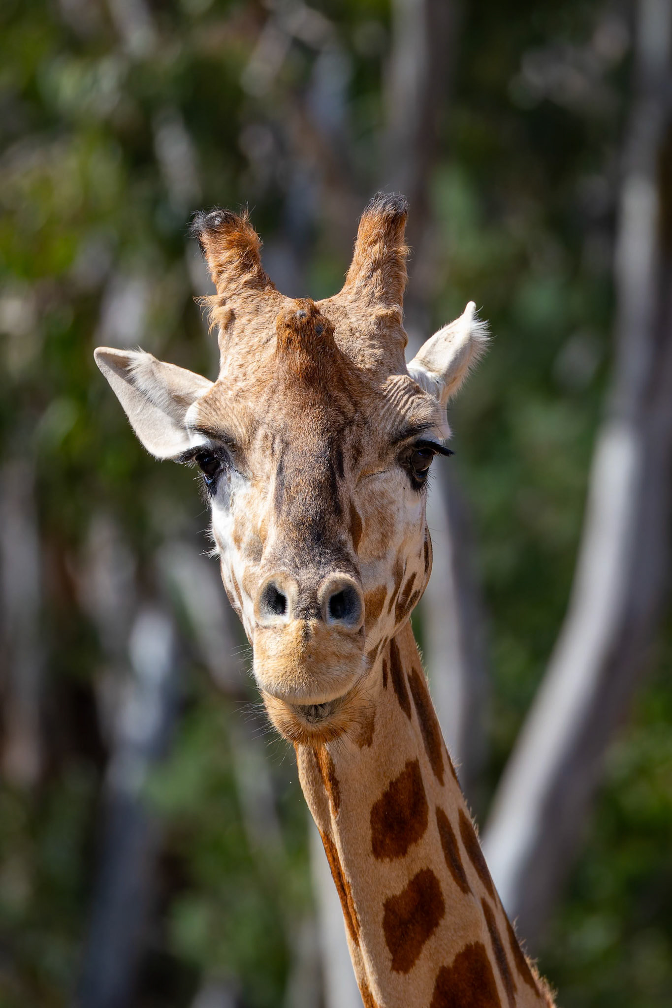 Giraffe at Dubbo Zoo in Dubbo, Australia