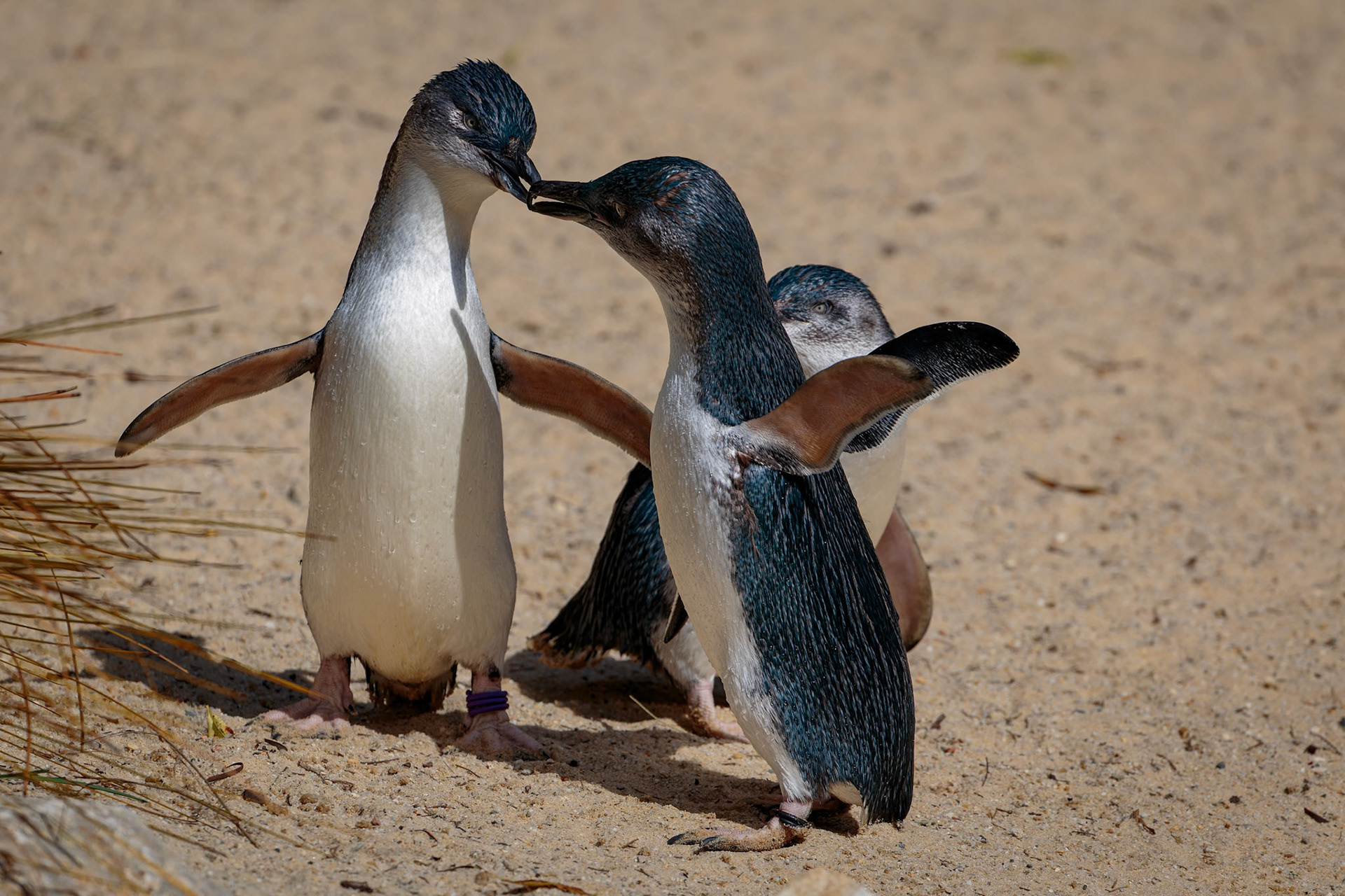 Little Penguins at National Zoo &amp; Aquarium in Canberra, Australia