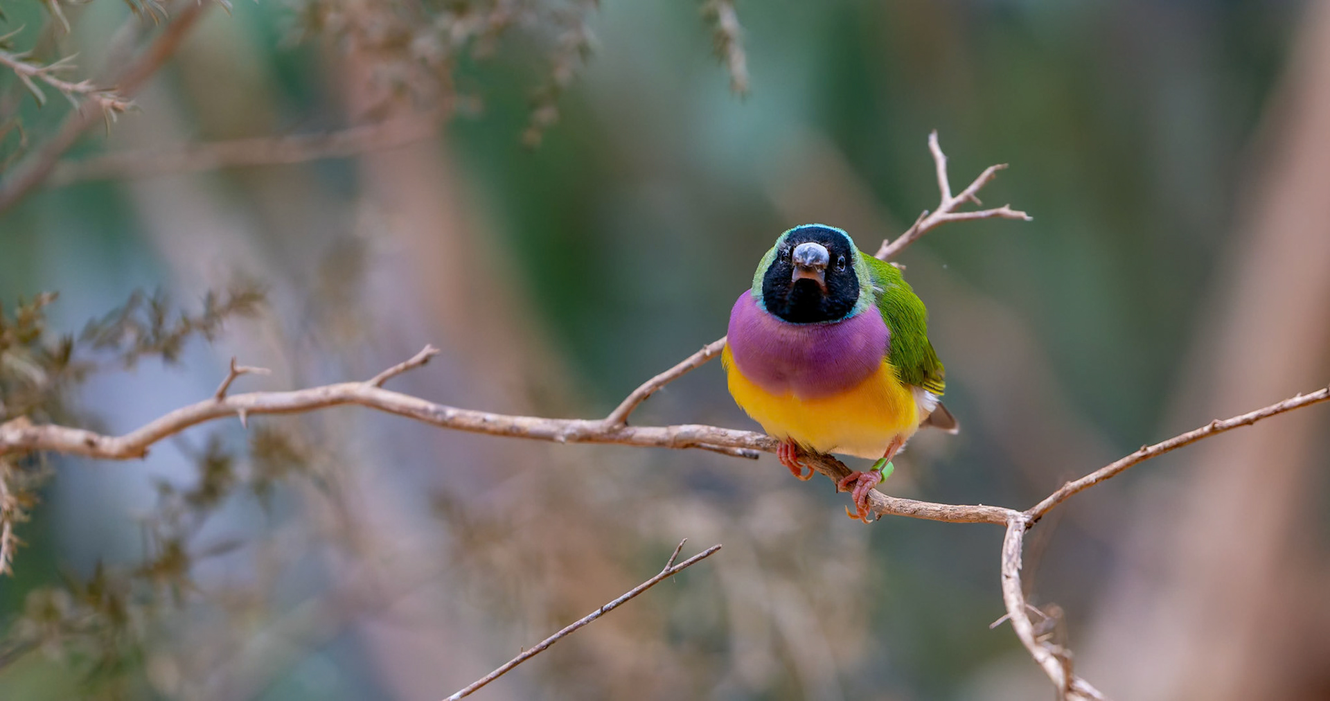Gouldian Finch at Healesville Sanctuary in Healesville, Australia