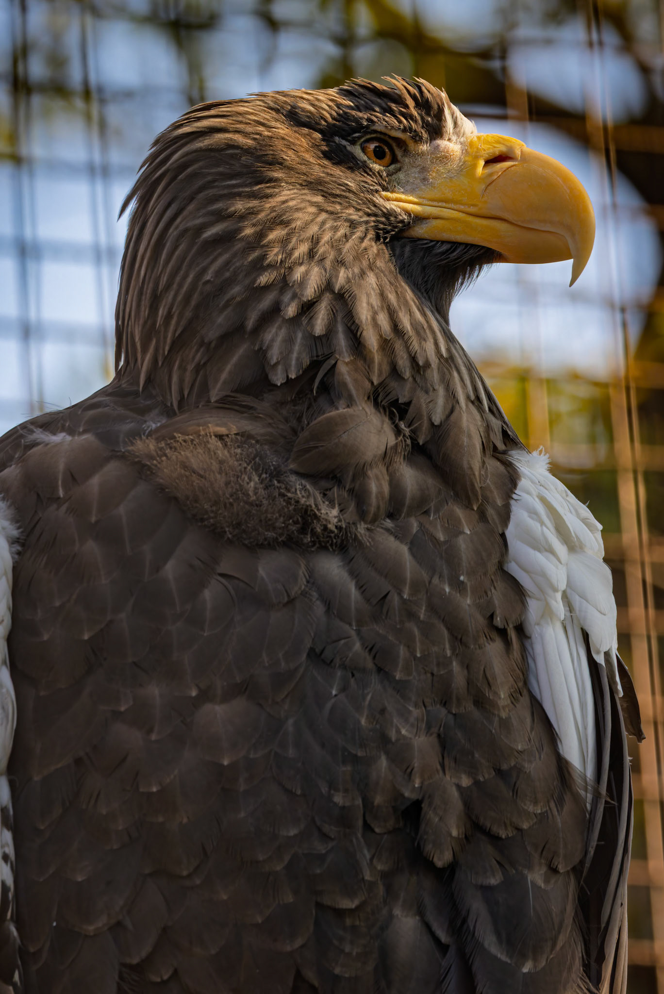 Stella Sea Eagle at Ueno Zoological Gardens in Tokyo, Japan