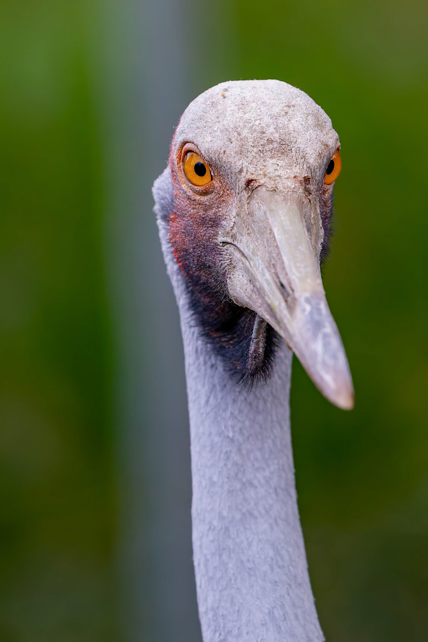 Brolga at Halls Gap Zoo in Halls Gap Victoria, Australia