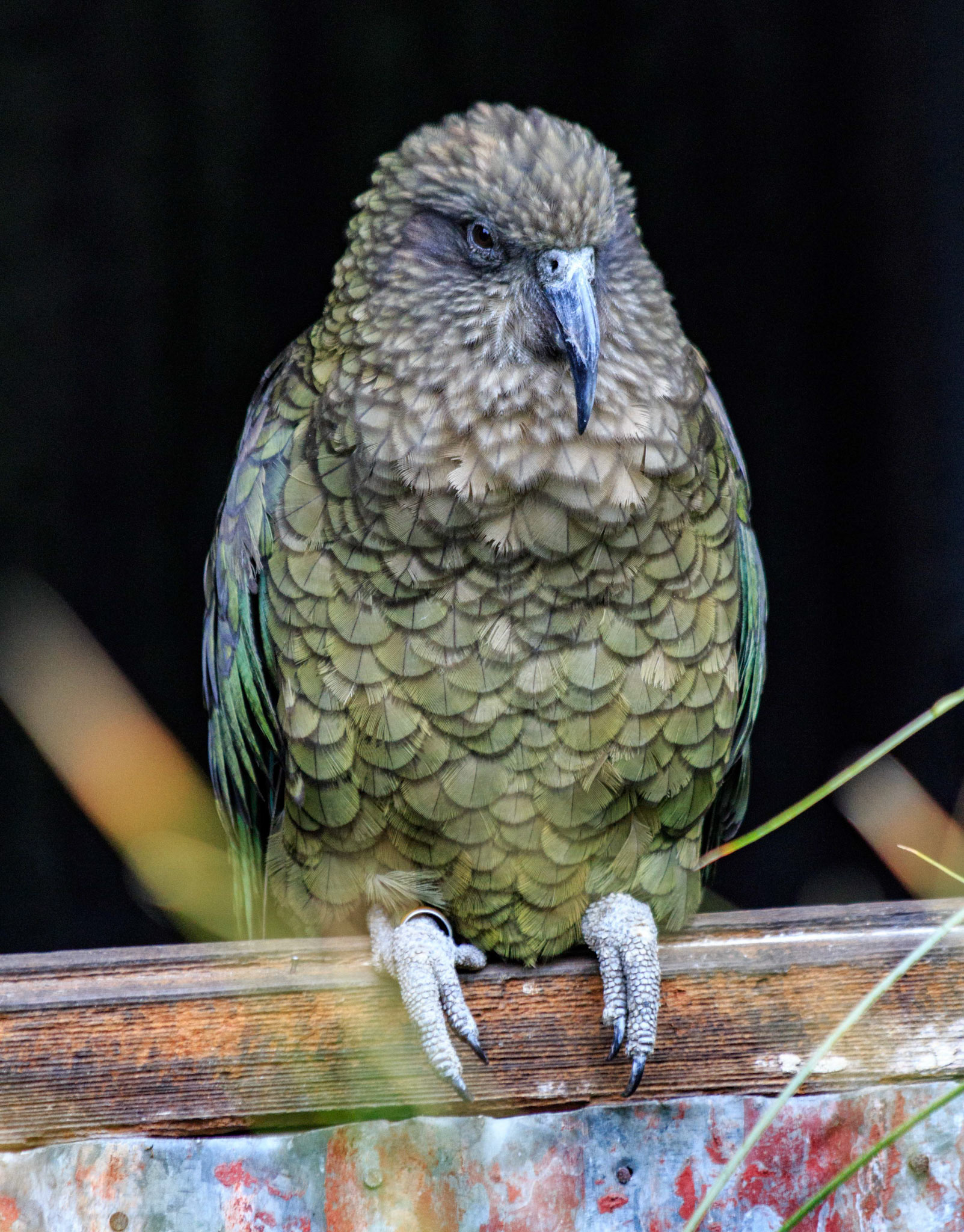 Kea at the Willowbank Wildlife Park, Christchurch, New Zealand