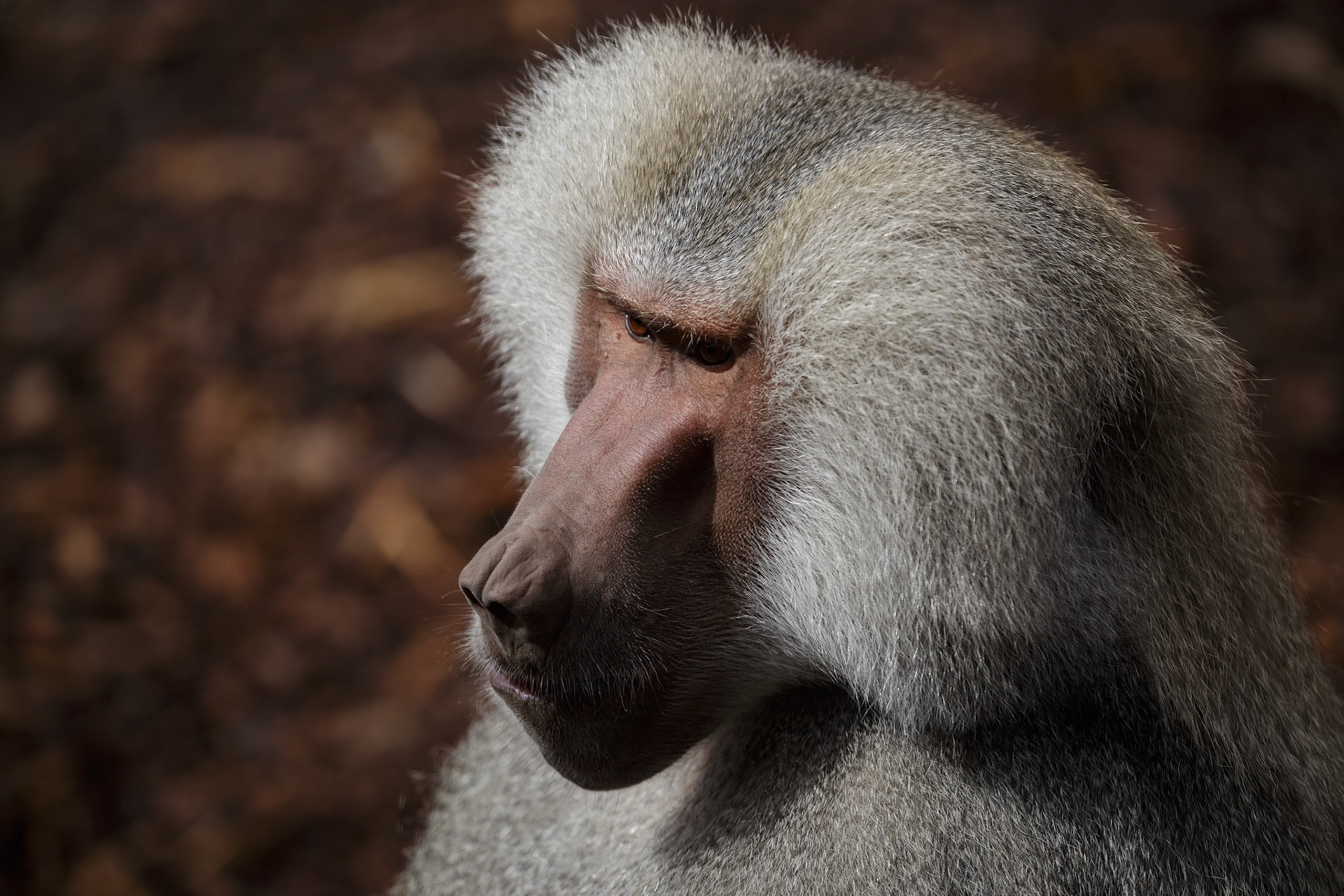 Hamadryas Baboon at the Melbourne Zoo in Melbourne, Australia