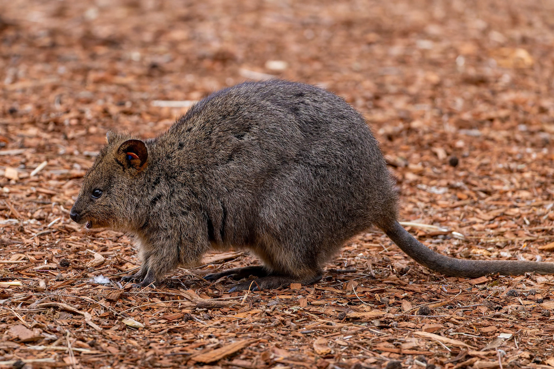 Quokka at the Adelaide Zoo, South Australia, Australia