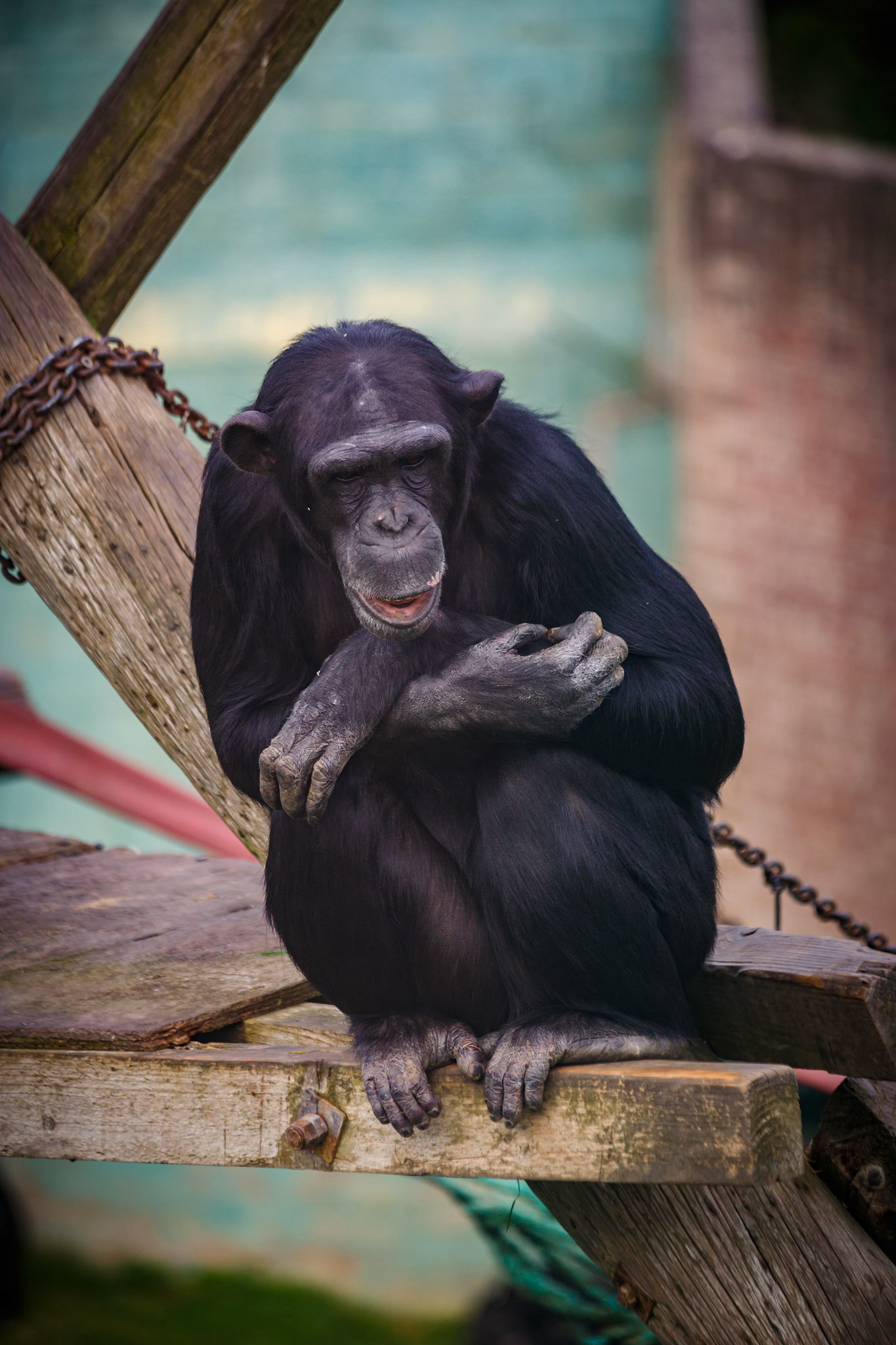 Chimpanzee at the Welsh Mountain Zoo, Wales