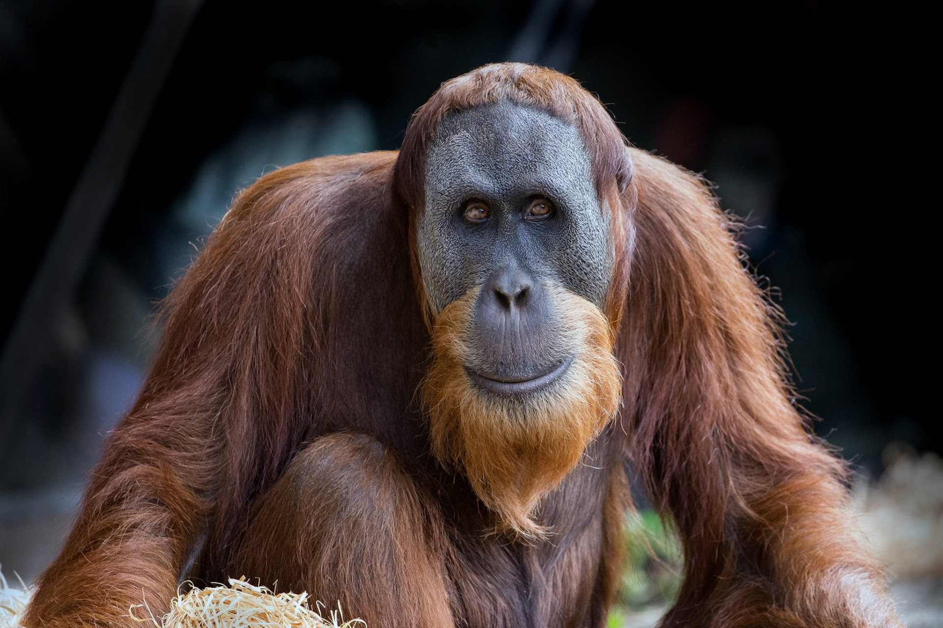 Sumatran Orang-Utans at the Melbourne Zoo in Melbourne, Australia