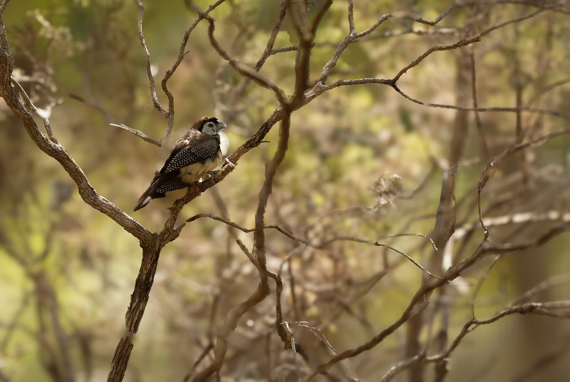 Double-barred Finch on display at the Territory Wildlife Park in Northern Territory, Australia