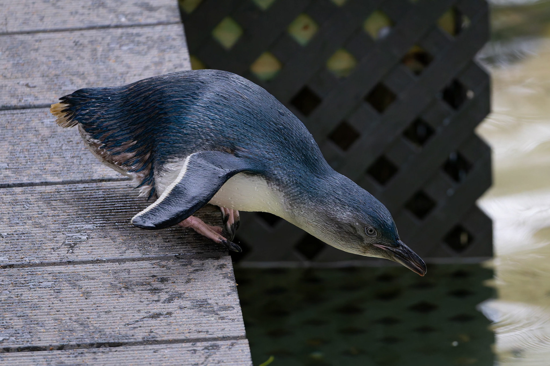 Little Penguin at the Adelaide Zoo, South Australia, Australia